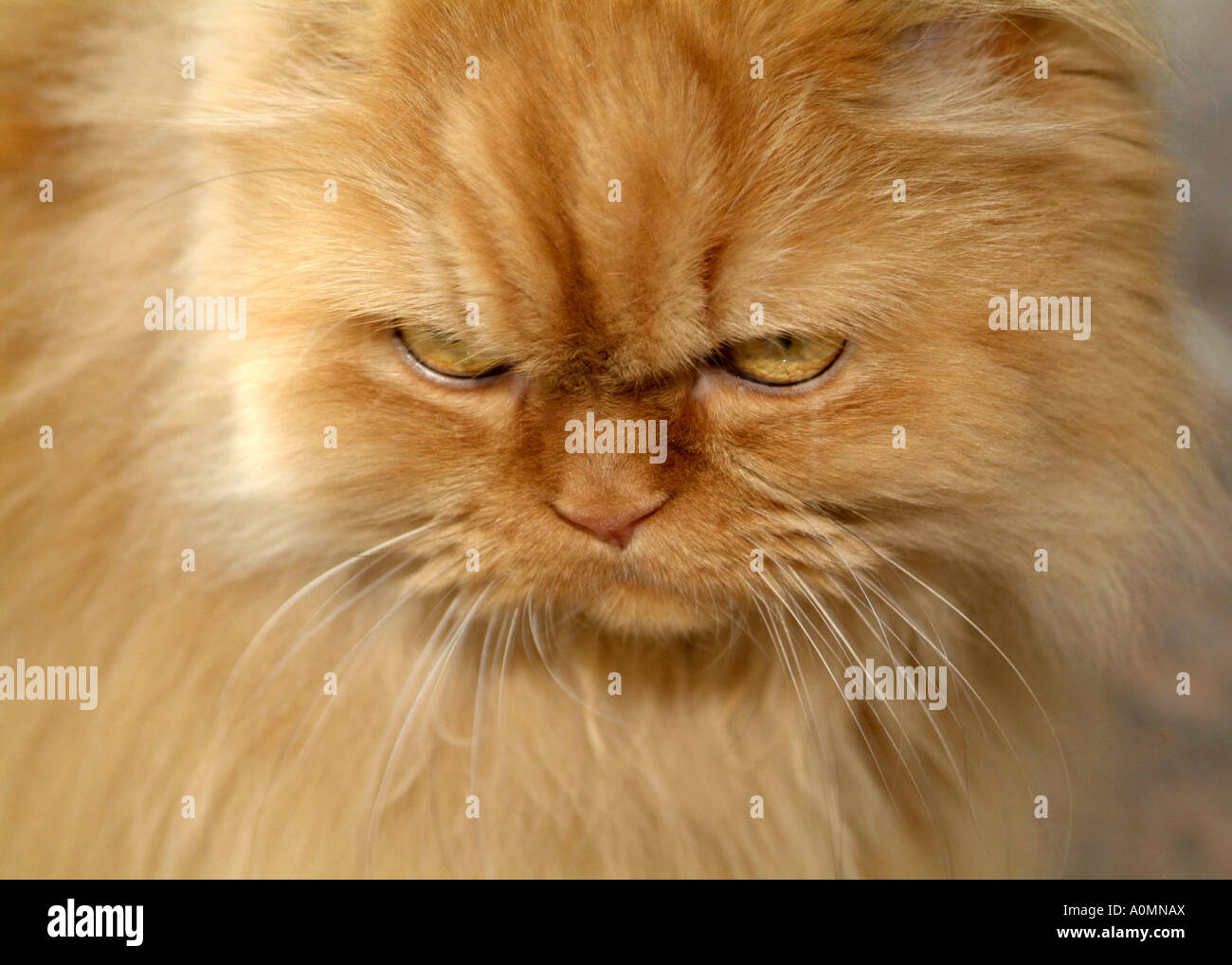 Pr Chat Persan A Poils Longs Beige Photo Stock Alamy