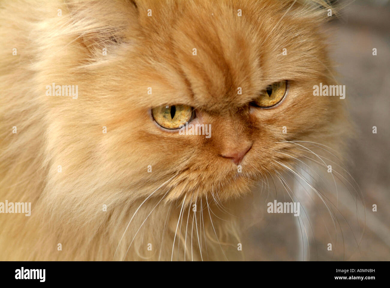Pr Chat Persan A Poils Longs Beige Photo Stock Alamy