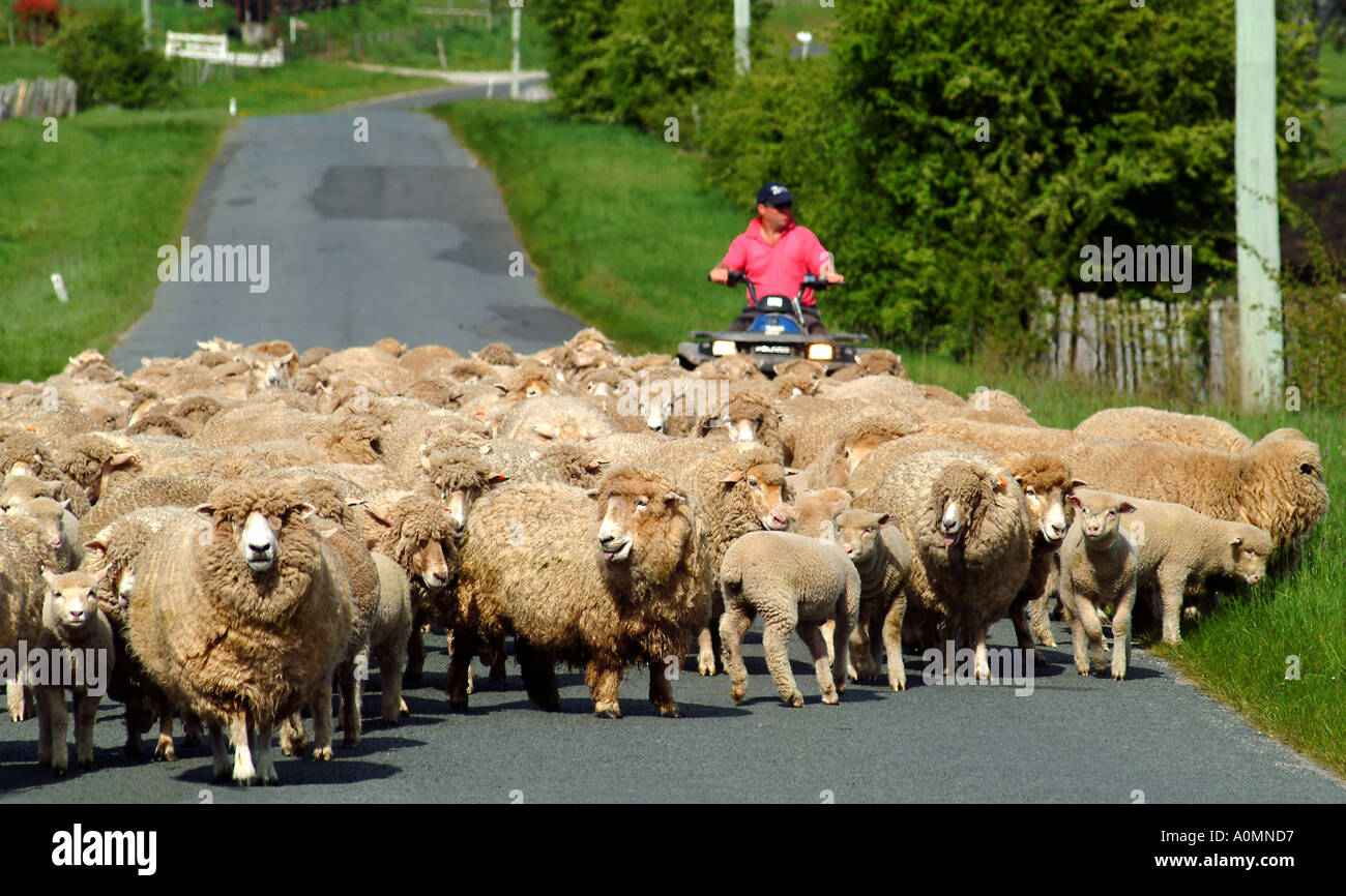 Les moutons sont parqués en bas de la route par un agriculteur, de l'Australie. photo par Bruce Miller 10 2004 Banque D'Images