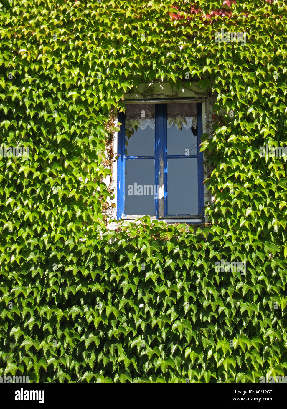 Hauswand mit wildem wein Banque de photographies et d’images à haute