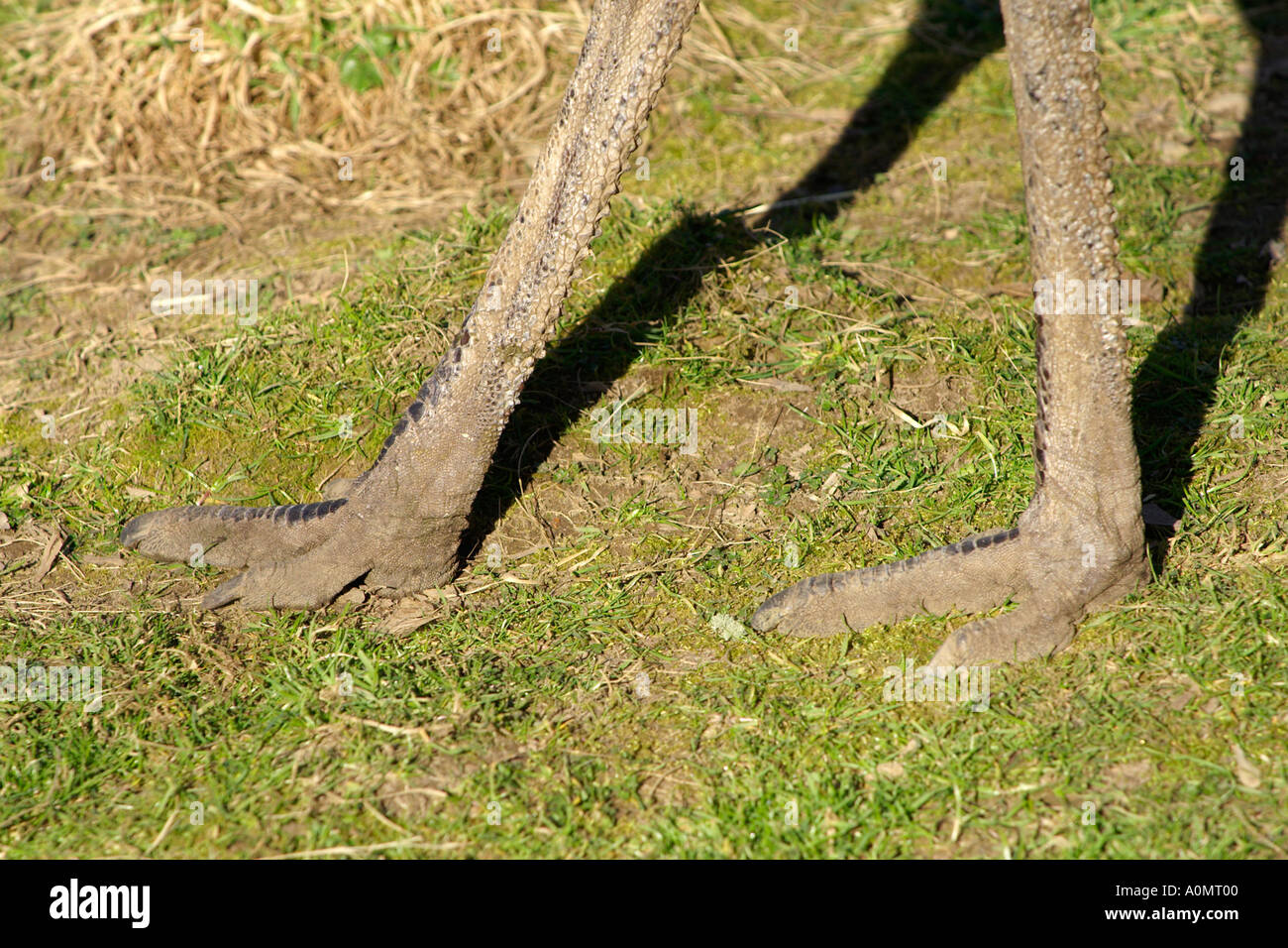 L'UEM en captivité à pieds sur l'herbe Banque D'Images