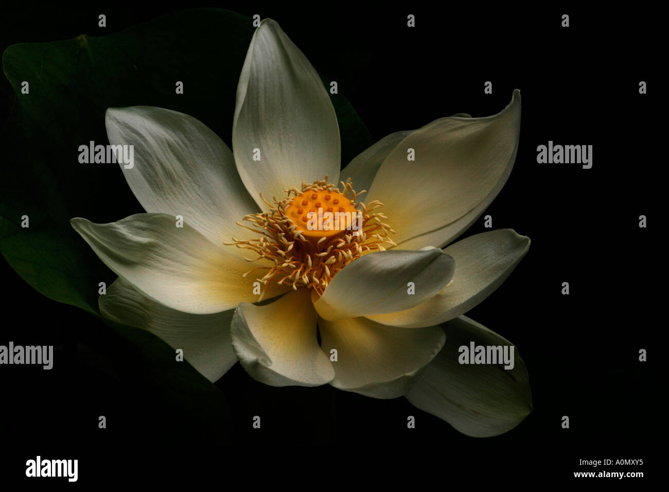 Une parfaite fleur de lotus en fleur sombre et Moody. Banque D'Images