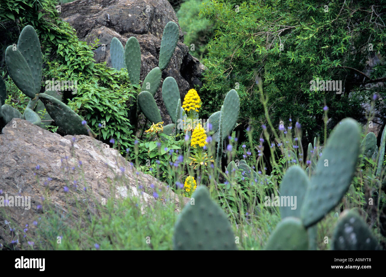 Figuiers de Barbarie Opuntia Aeonium undulatum poussent à l'état sauvage dans la région de Barranco del Infierno Tenerife Espagne Banque D'Images