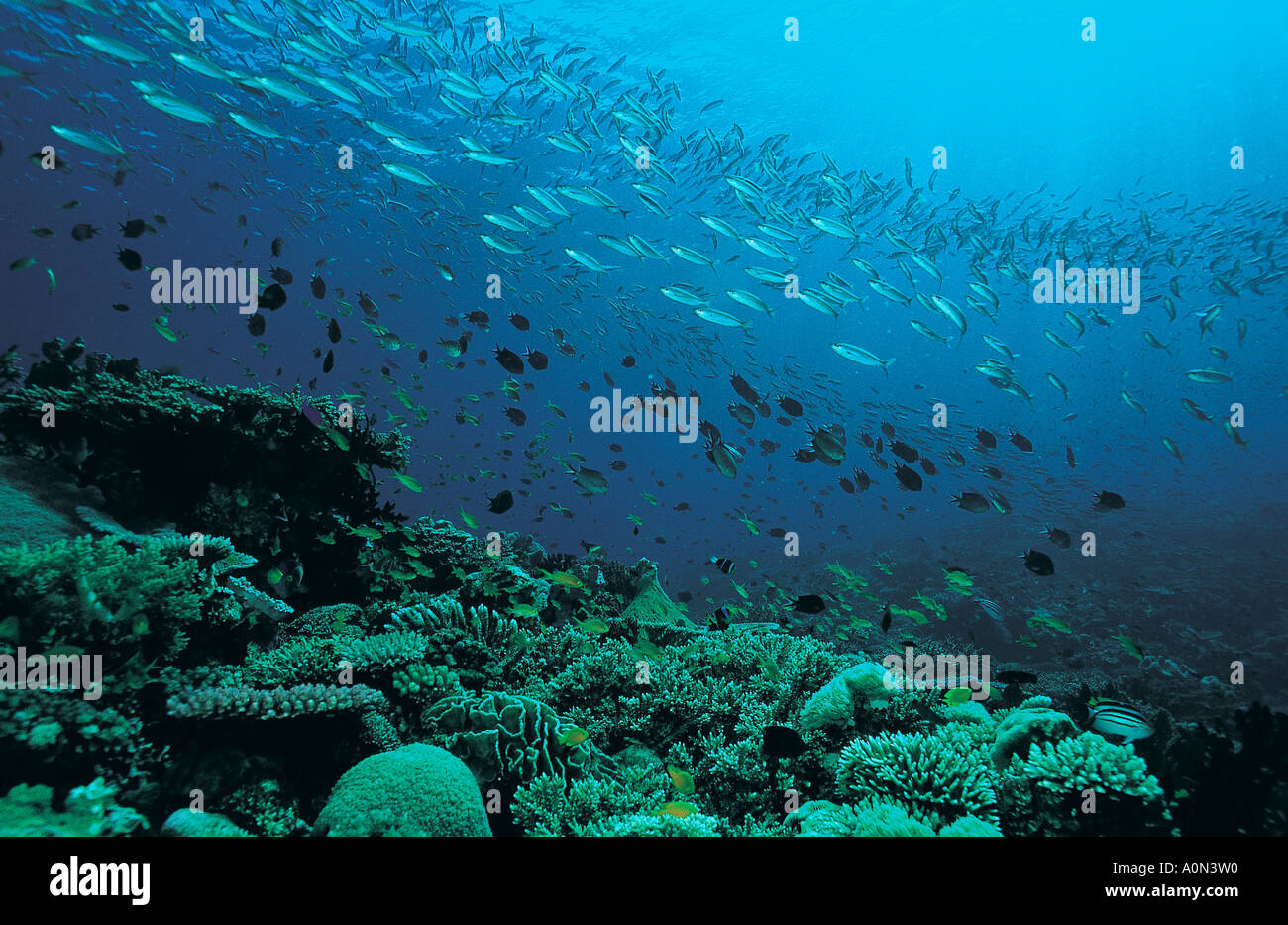 Reef scenic, Milne Bay, en Papouasie-Nouvelle-Guinée. Banque D'Images