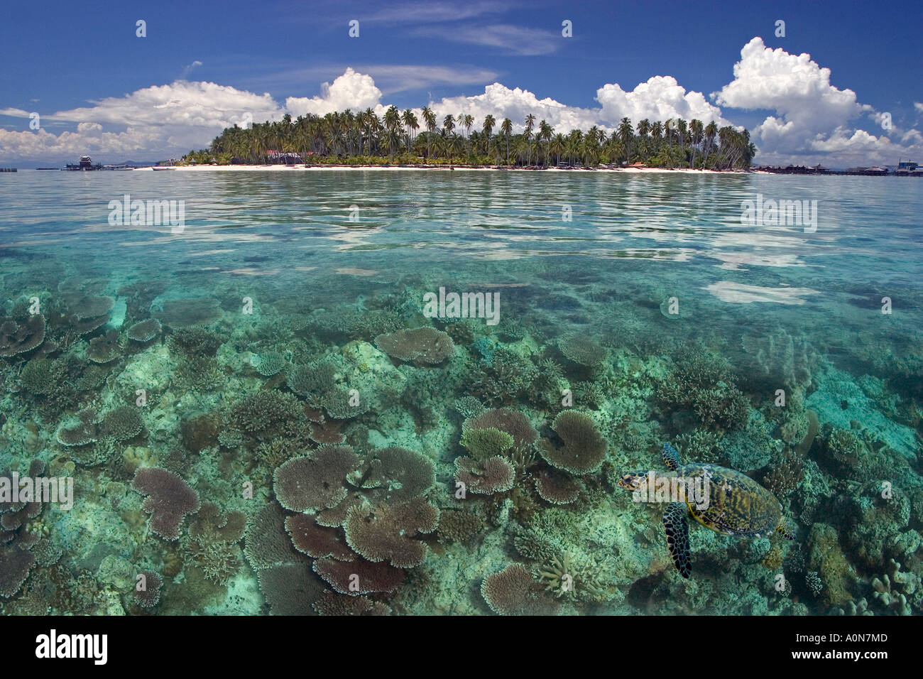 Ce composite numérique comprend une tortue imbriquée, Eretmochelys imbricata, et l'île de Mabul, Malaisie. Banque D'Images