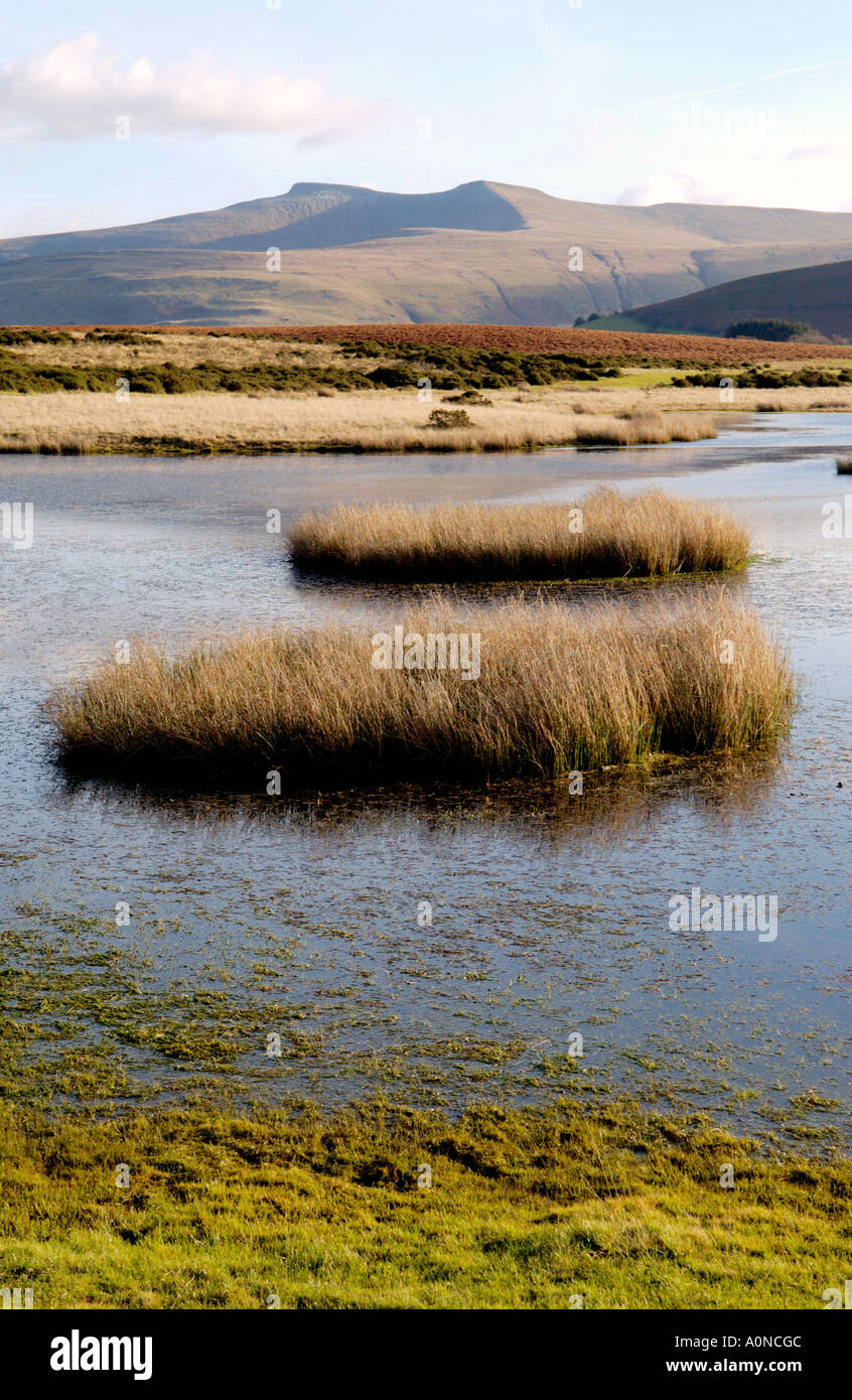 Voir plus de Mynydd commun Illtyd près de Brecon Powys Pays de Galles UK à Pen Y Fan et à du maïs Banque D'Images