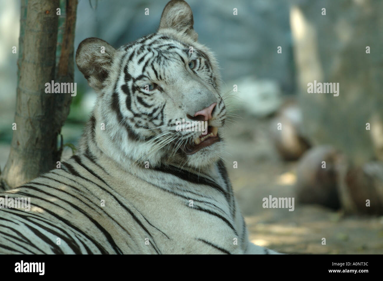 Tigre blanc tigre du Bengale Banque D'Images