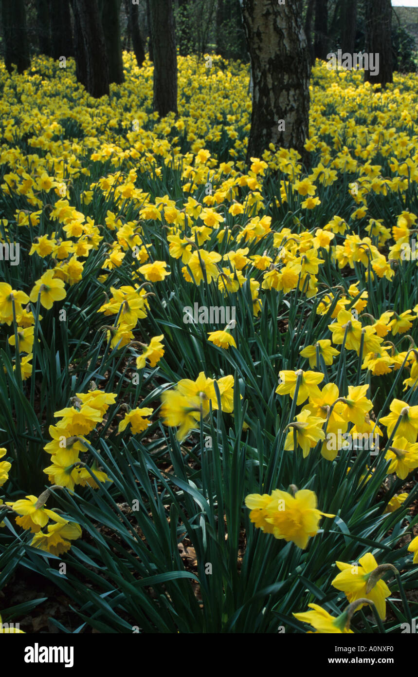 Les jonquilles à Swettenham Cheshire Banque D'Images