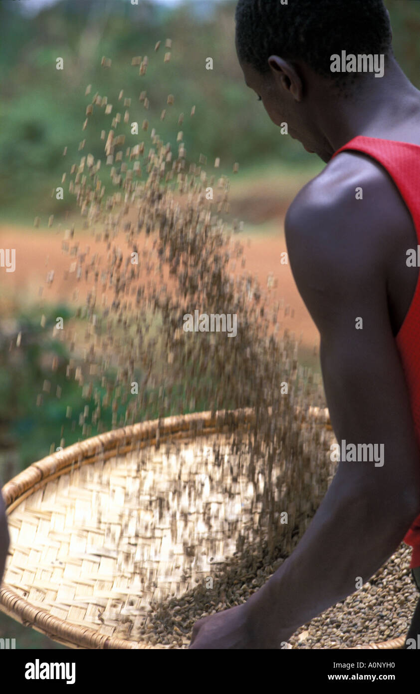 Un homme de Kagera en utilisant une technique pour séparer les peaux de les grains de café Banque D'Images
