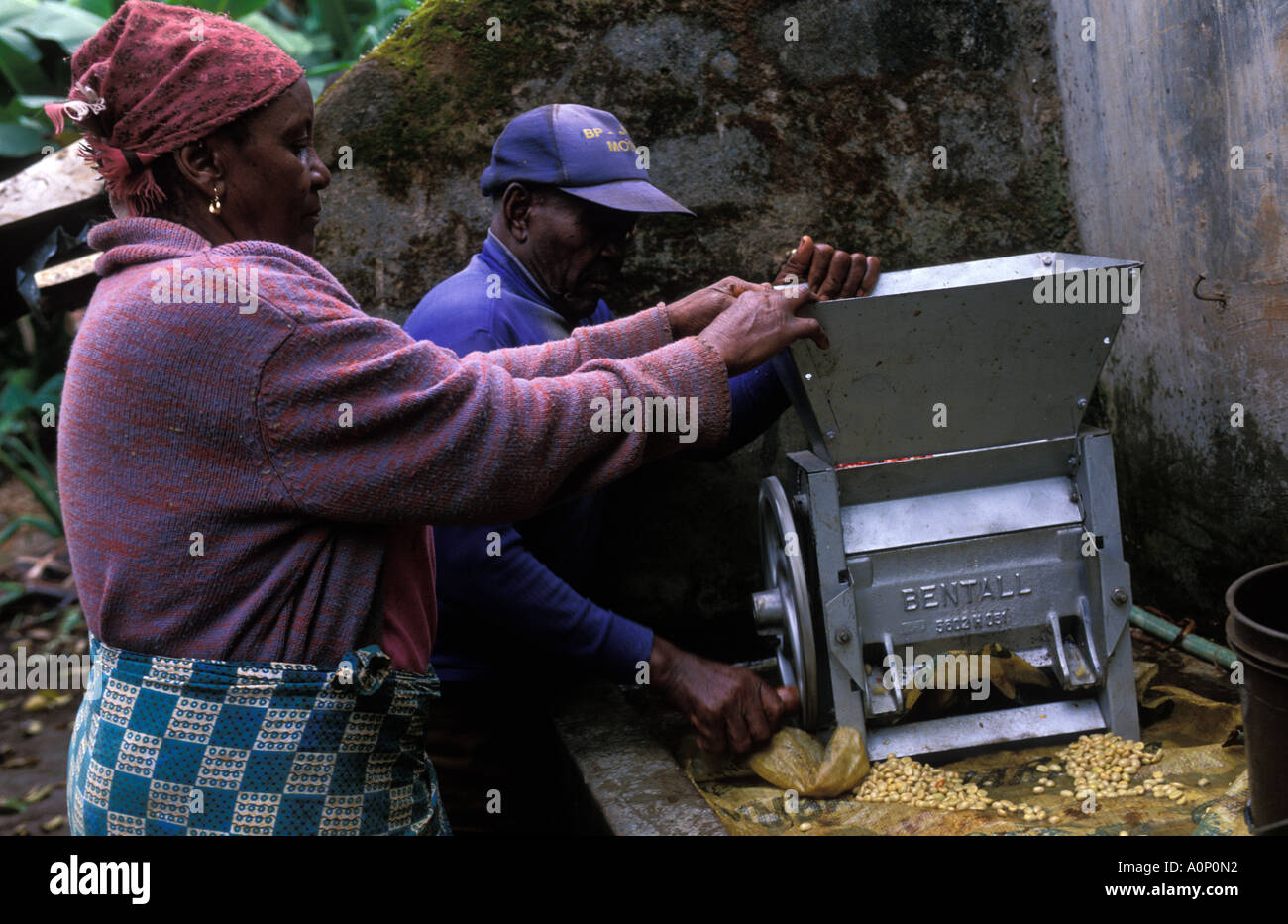 La peau pèle du de les grains de café à l'aide d'un outil spécial Banque D'Images