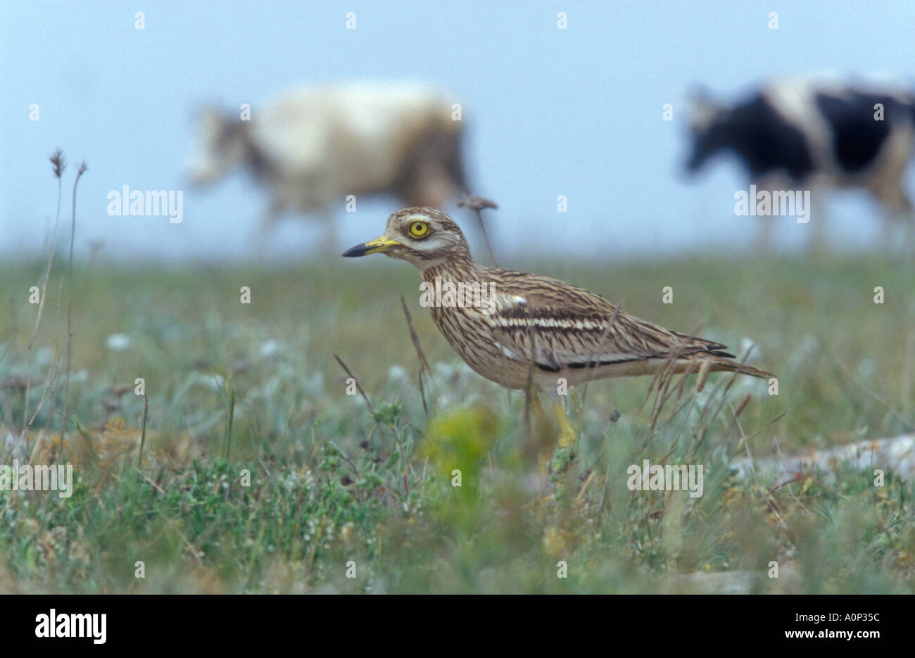 Oedicnème criard Burhinus bistriatus Banque D'Images