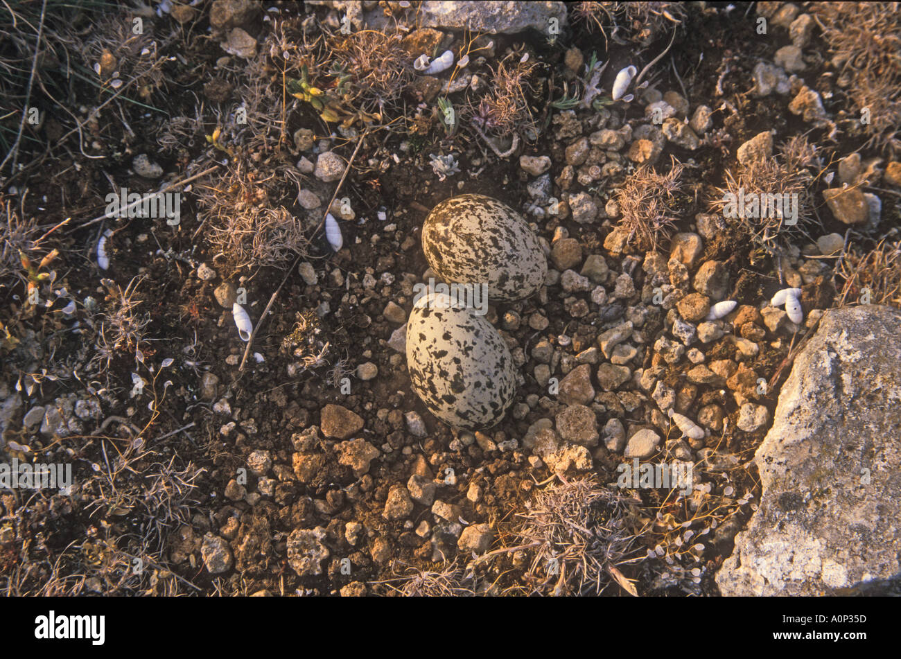 Oedicnème criard Burhinus bistriatus Banque D'Images