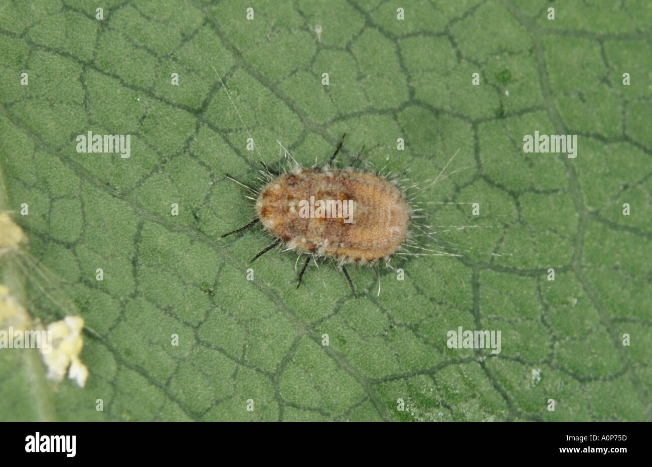 Coussin cotonneuse immatures Icerya purchasi cochenille avec infection fongique entomopathogènes Banque D'Images