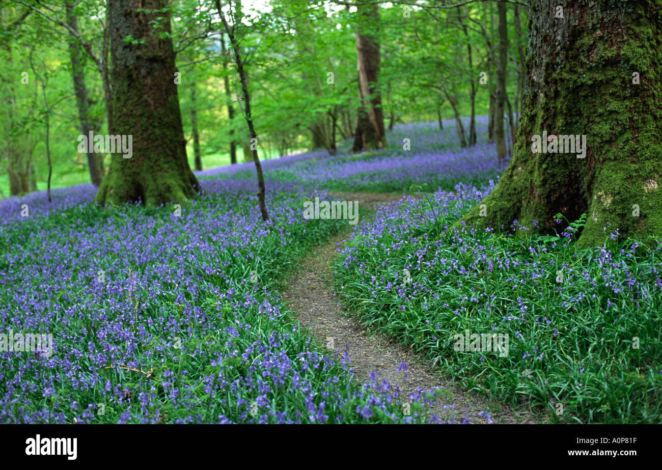 Chemin à travers bluebell wood en Angleterre. La saison du printemps printemps Avril Banque D'Images