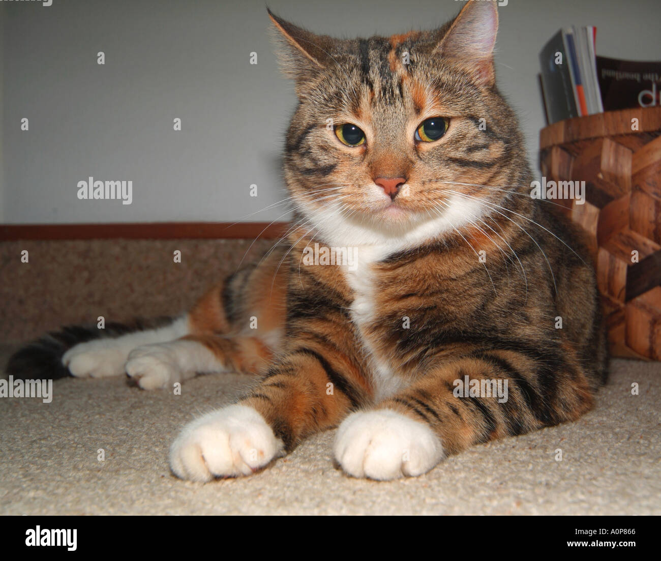 Chat Tigre Avec Les Pattes Blanches Photo Stock Alamy