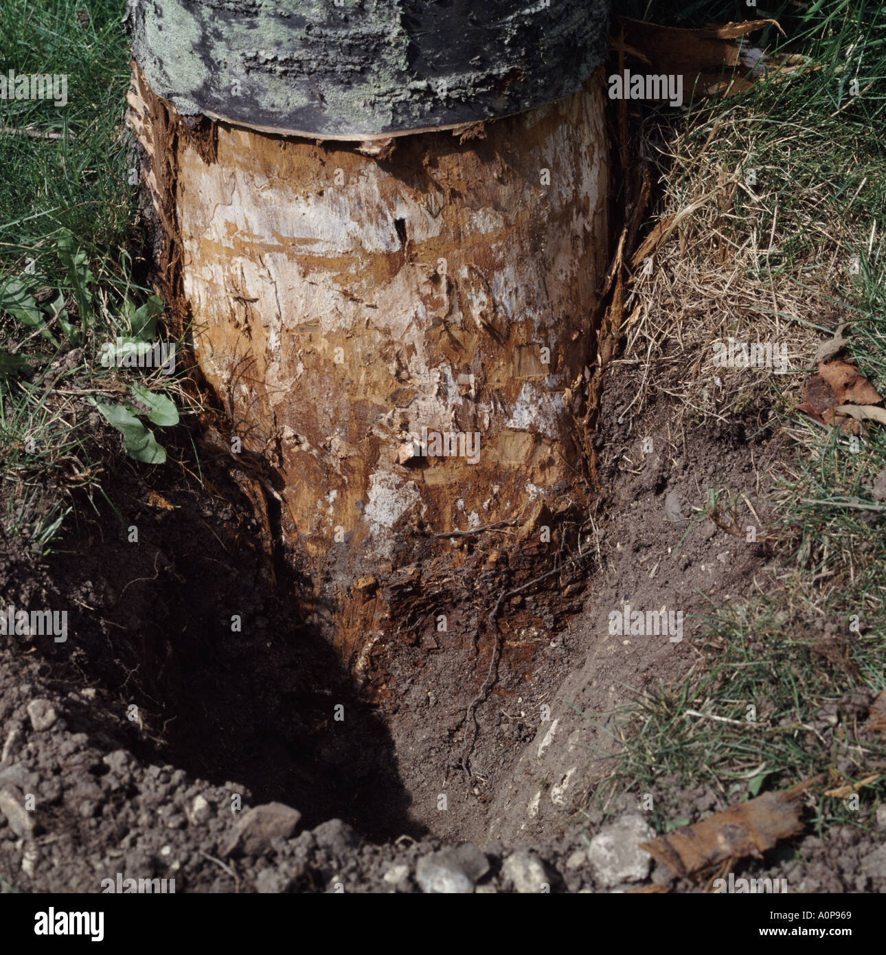 Le miel champignon Armillaria mellea rhizomorphes sur les tronc d'un cerisier d'ornement malades Banque D'Images