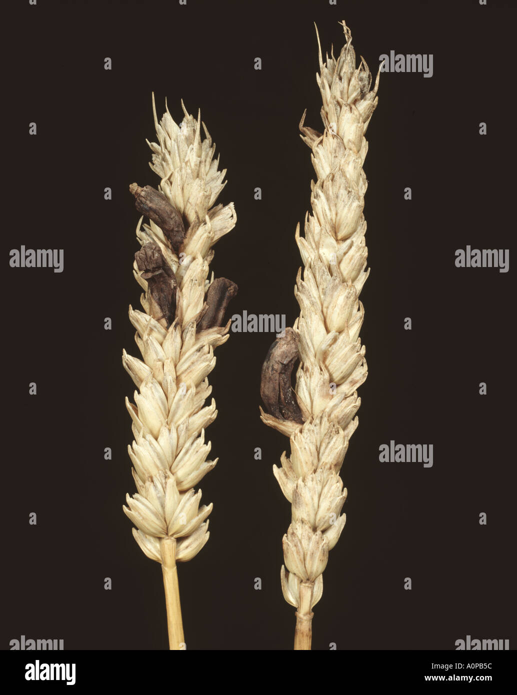 Remplacement d'ergots ergot Claviceps purpurea en grains mûrs infectés de l'oreille de blé Triticum aestivum Banque D'Images Remplacement d'ergots ergot Claviceps purpurea en grains mûrs infectés de l'oreille de blé Triticum aestivum Banque D'Images