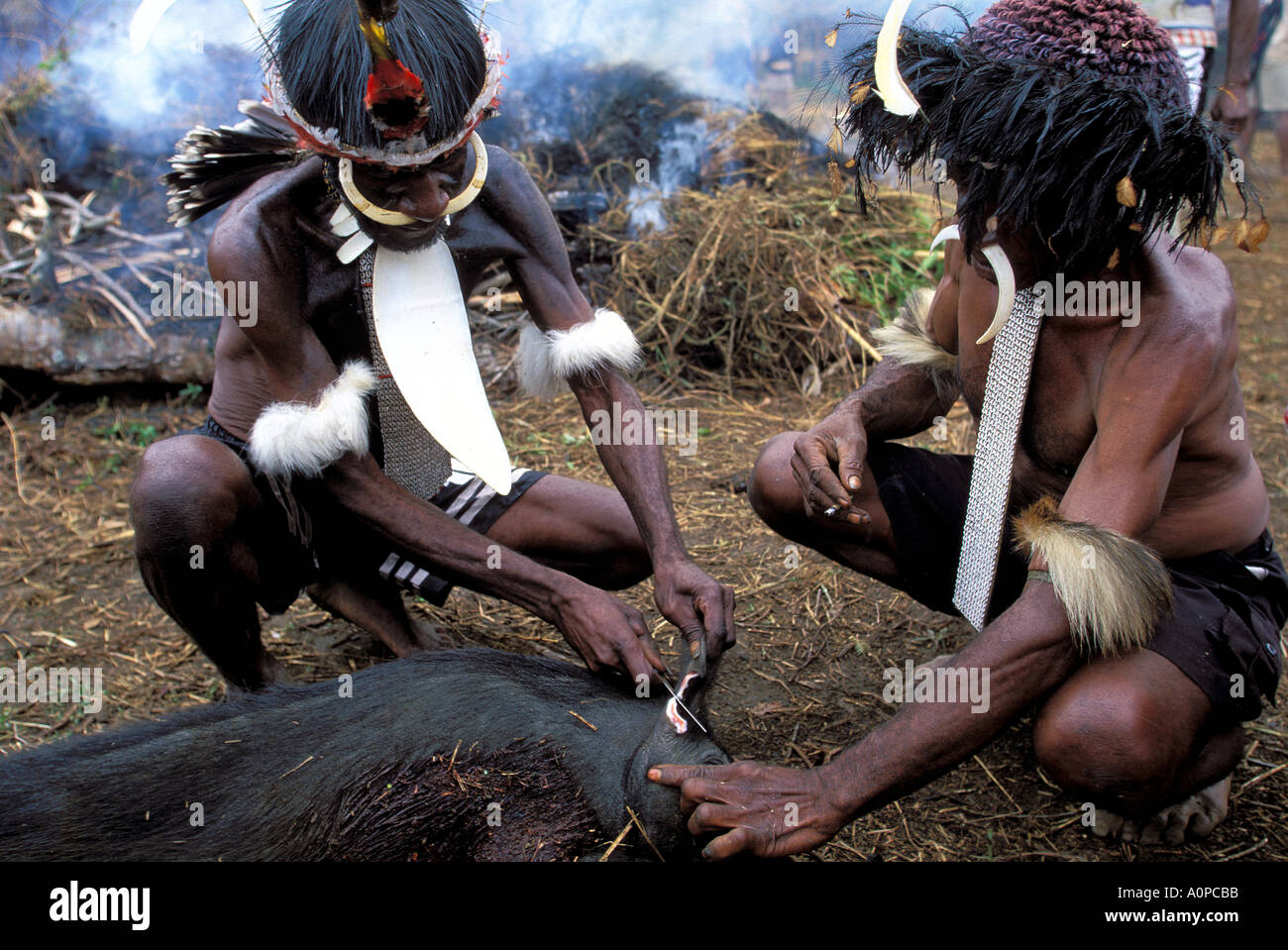 Indonésie Irian Jaya Baliem Valley Dani warrior coupe la queue et les oreilles du cochon Ces sera wraped avec banane partir pour être portée à leur lieu de culte l'est cuite et ensuite divisé à l'intérieur de la Communauté et membres Banque D'Images