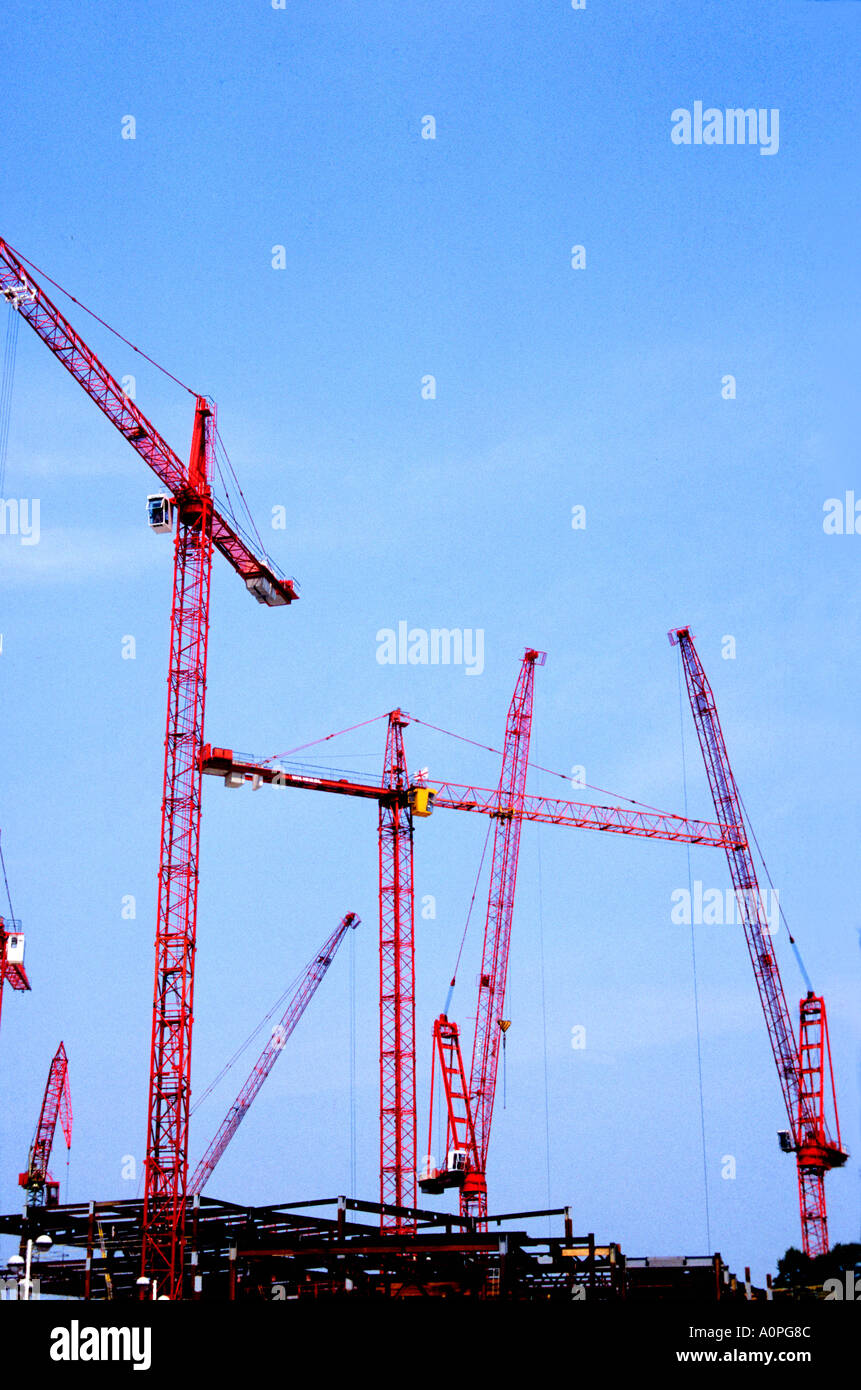 Un grand groupe de grues rouge Banque D'Images