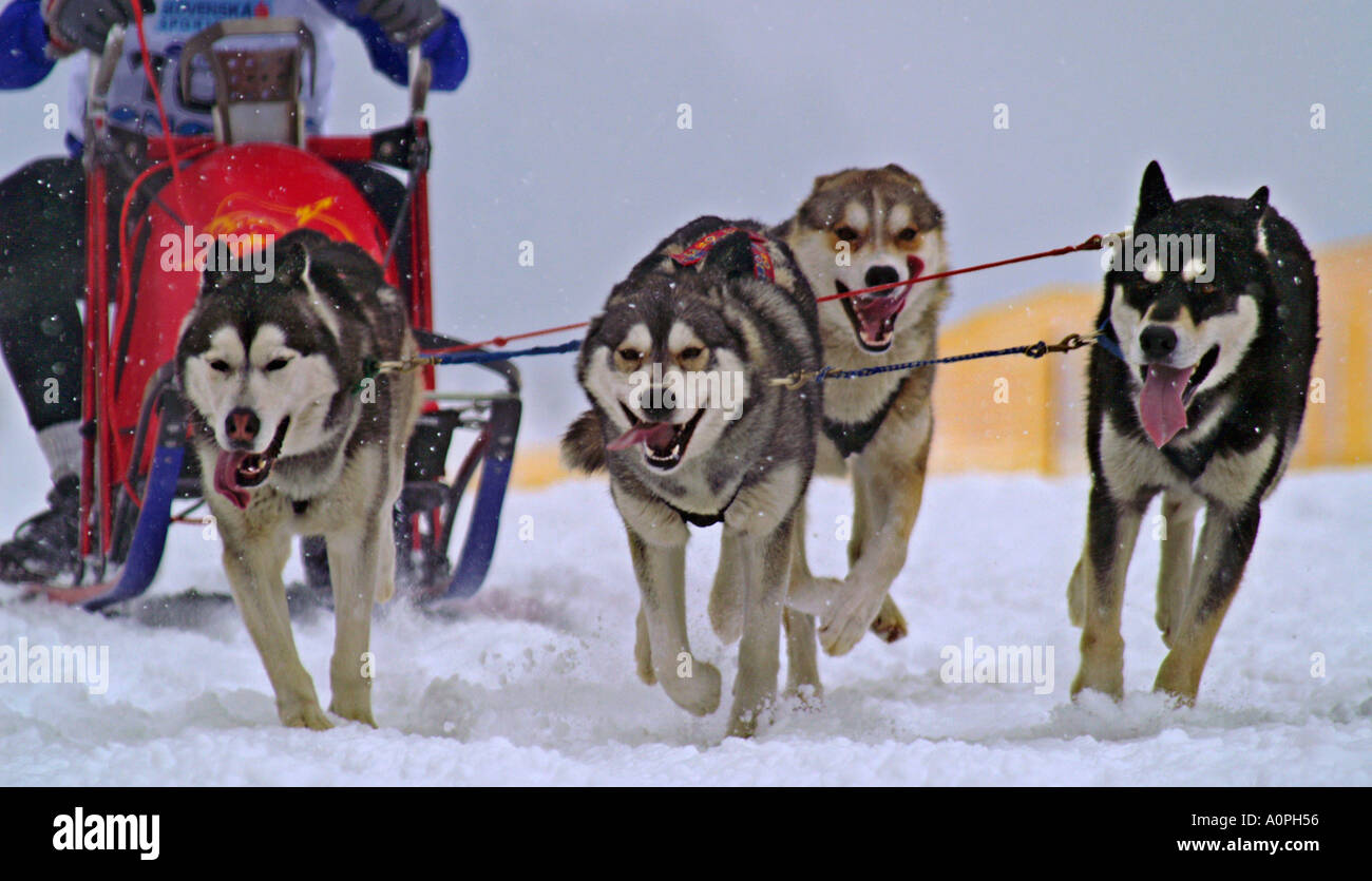 Course Husky à Donovaly, 2005 Concours international de course dogsledge, Slovaquie, quatre chiens Banque D'Images