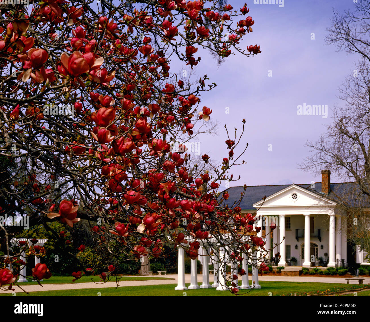 Printemps à Boone Hall Plantation d'avant en Caroline du Sud Banque D'Images