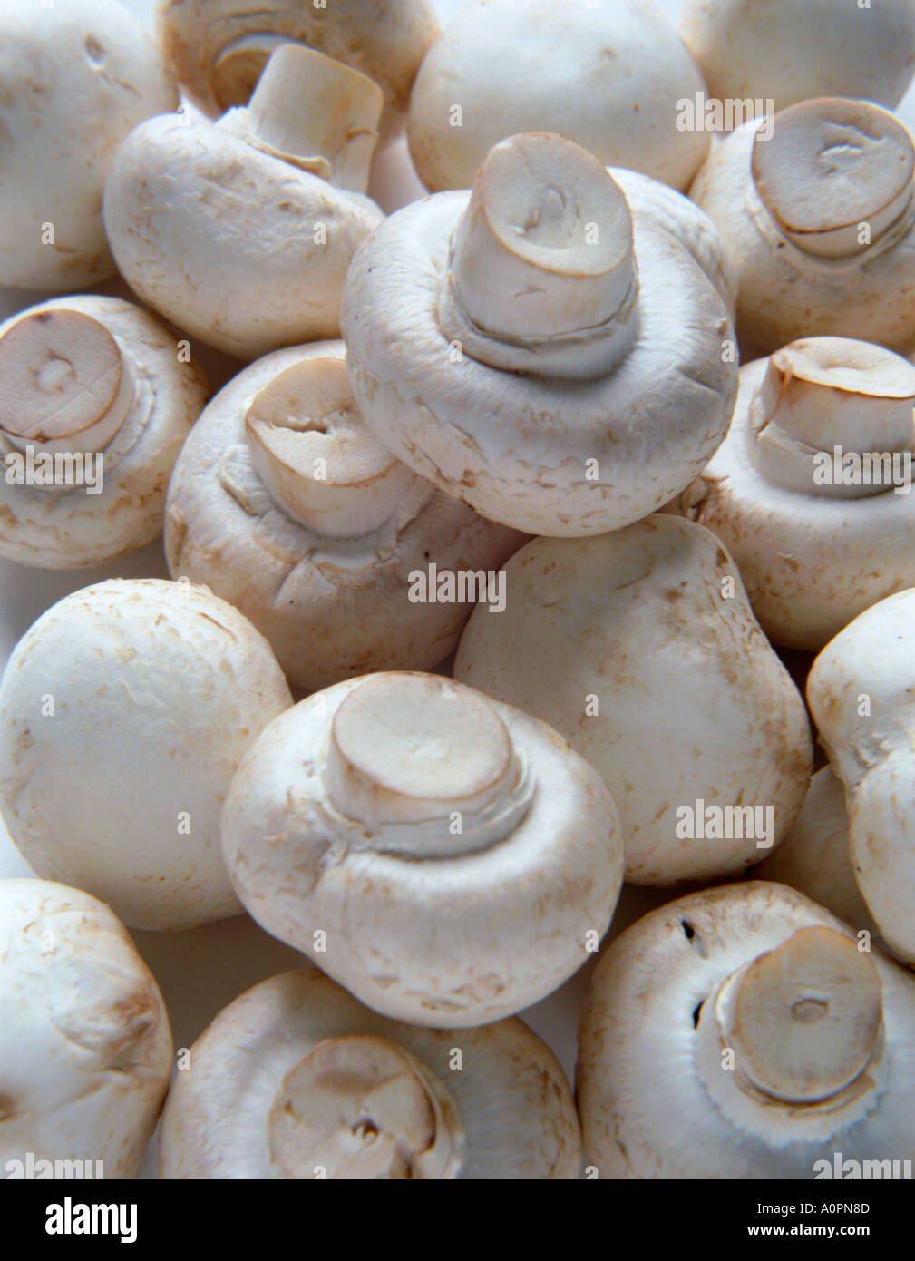 Champignons de Paris Banque D'Images