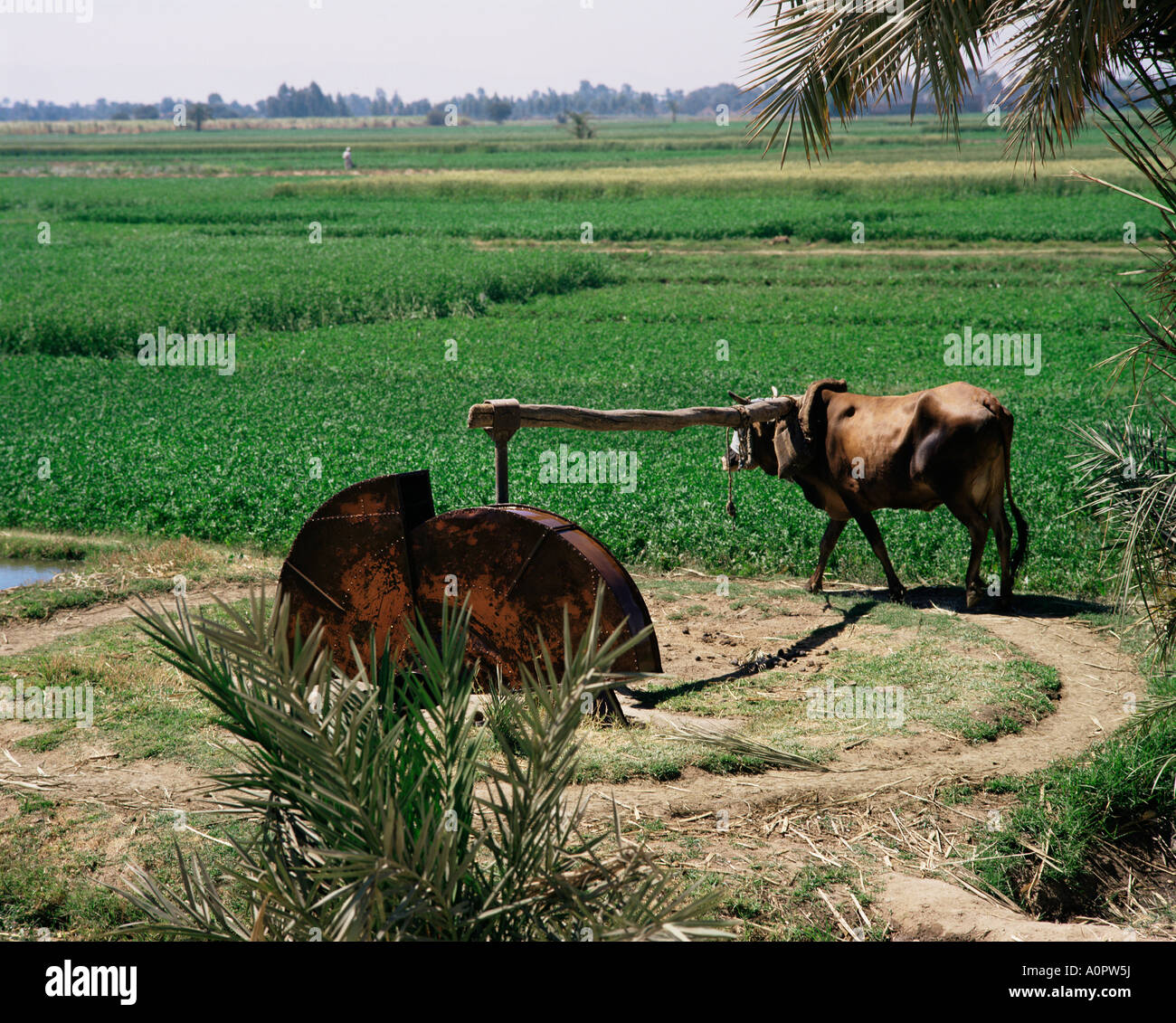 Egypte Afrique du Nord Afrique de l'irrigation Banque D'Images