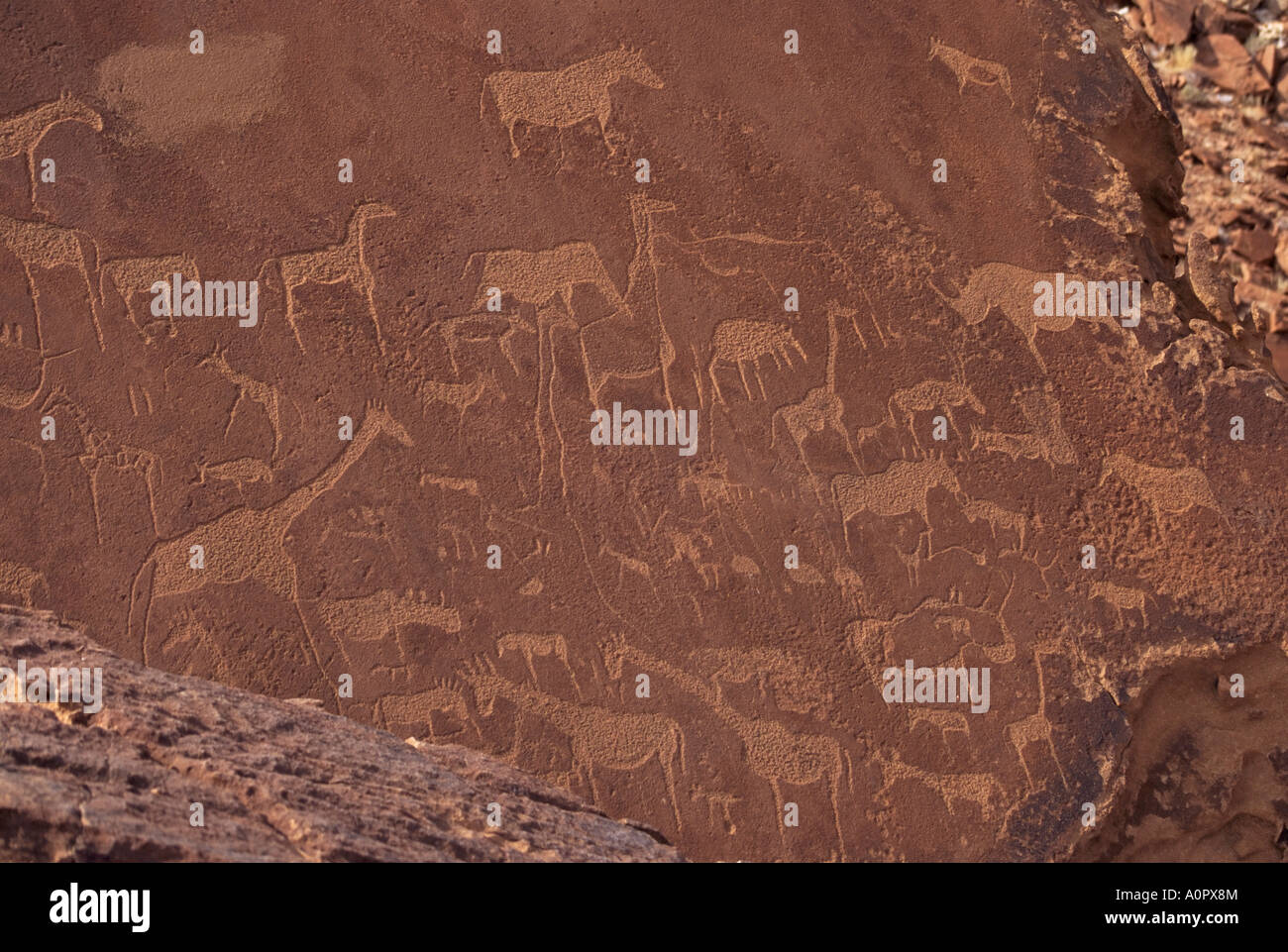 Eaux-fortes dans le grès 6000 ans plus belle rock art in Africa Afrique Namibie Damaraland Twyfelfontein Banque D'Images