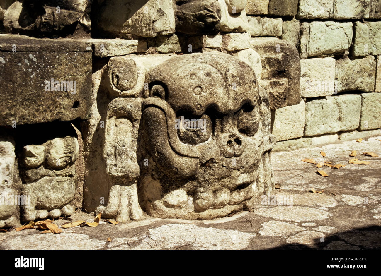 Crâne en pierre de Maya sur le dessus de l'Est Cour datant de 8ème siècle classée au Patrimoine Mondial de l'UNESCO de Copan Honduras Amérique Centrale Banque D'Images