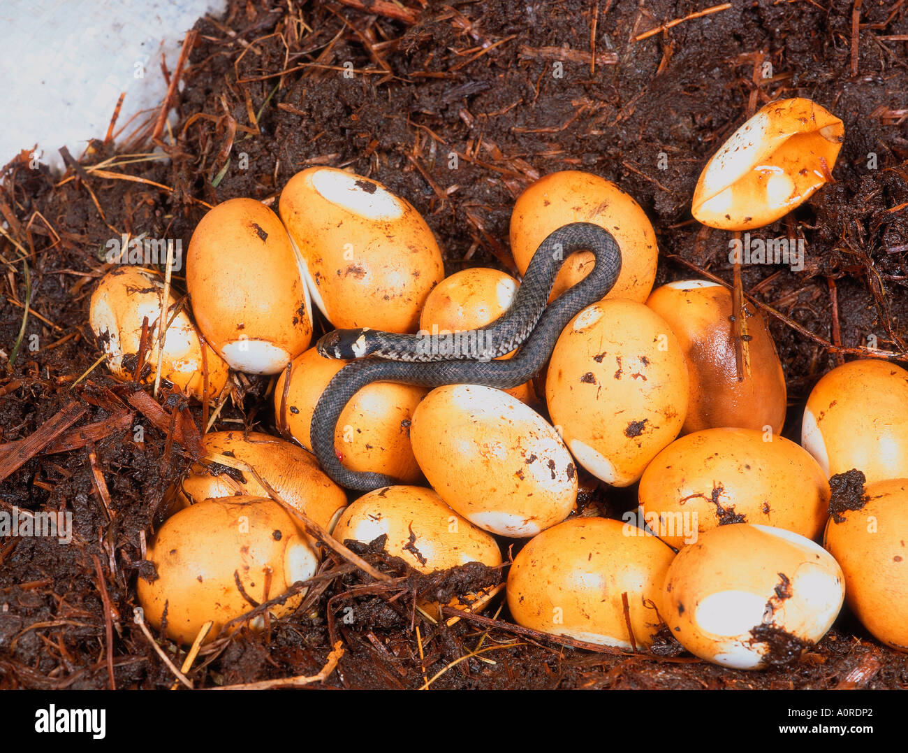 Snake eggs nest Banque de photographies et d’images à haute résolution Alamy