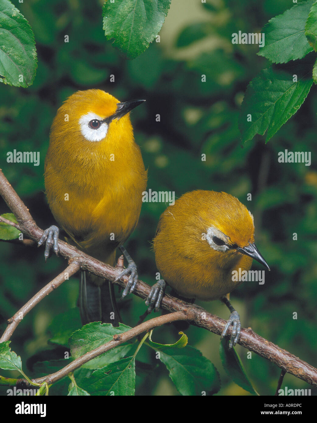 Japanese White-eye Banque D'Images