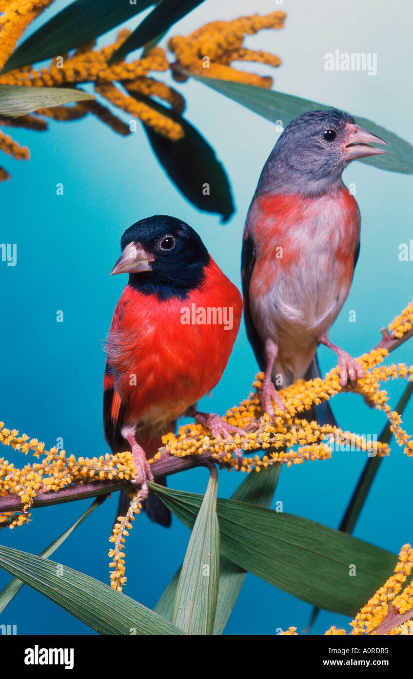 Chardonneret rouge Banque D'Images