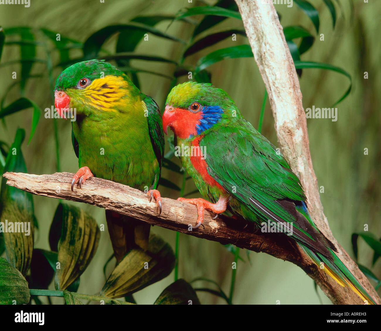 Bordée de rouge Lorikeet Banque D'Images