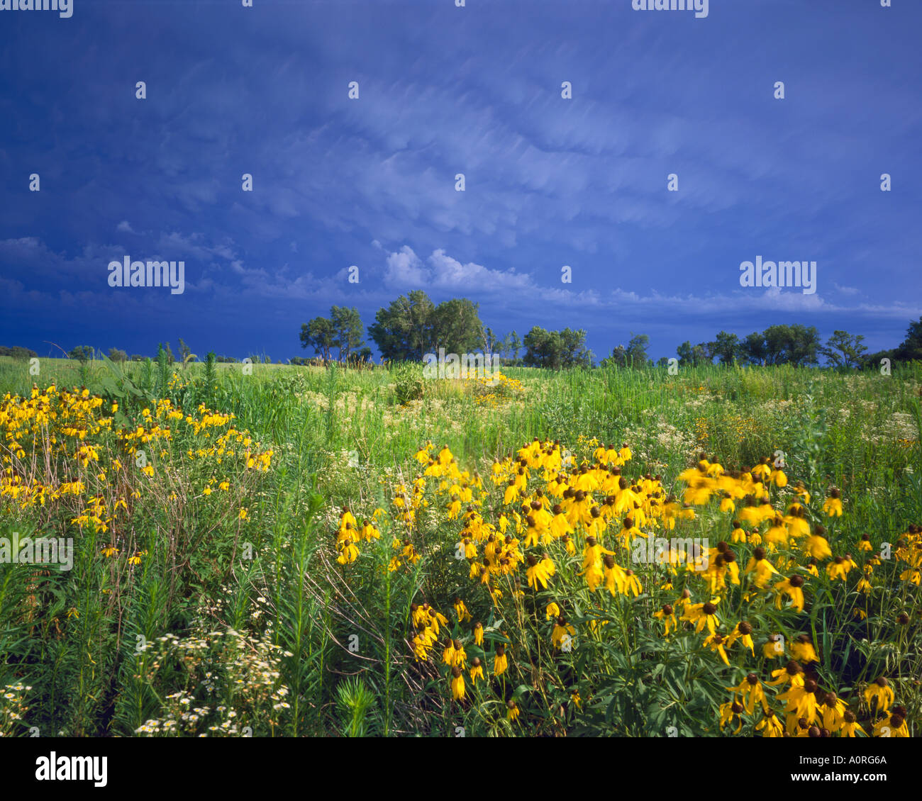 Tornade d'été nuages Prairie Coneflower Fleurs Homestead National Monument Washington Banque D'Images