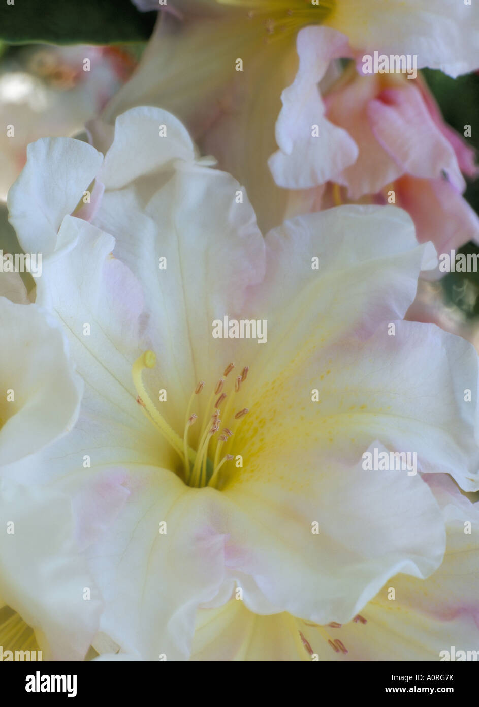 Close up of white rose pâle et des étamines de fleur rhododendron Windsor Great Park Angleterre Berkshire Royaume Uni Europe Banque D'Images