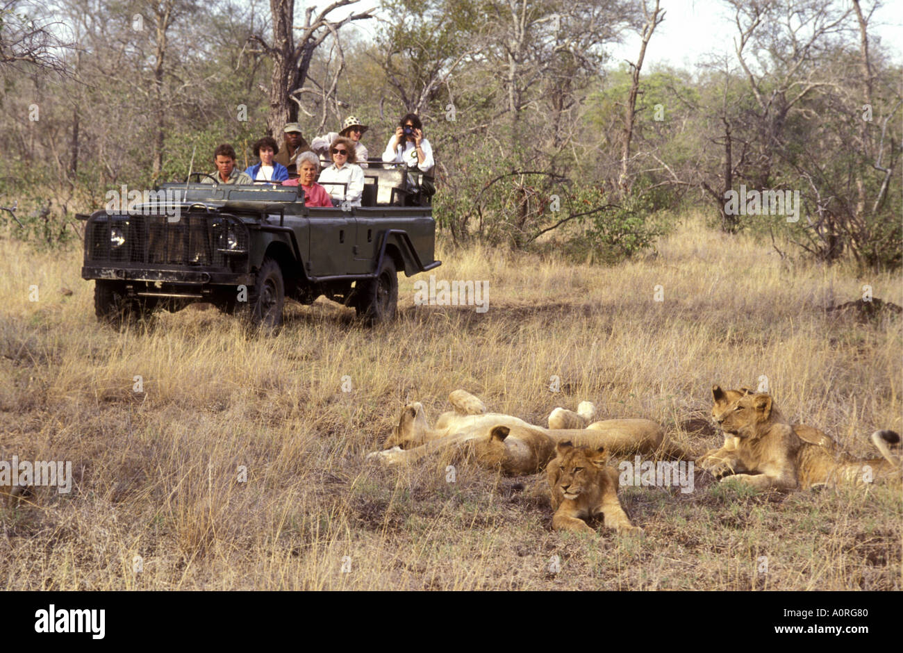 Tête ouverte près de Land Rover sur lions Londolozi Game Reserve adjacent au Parc National Kruger en Afrique du Sud Banque D'Images