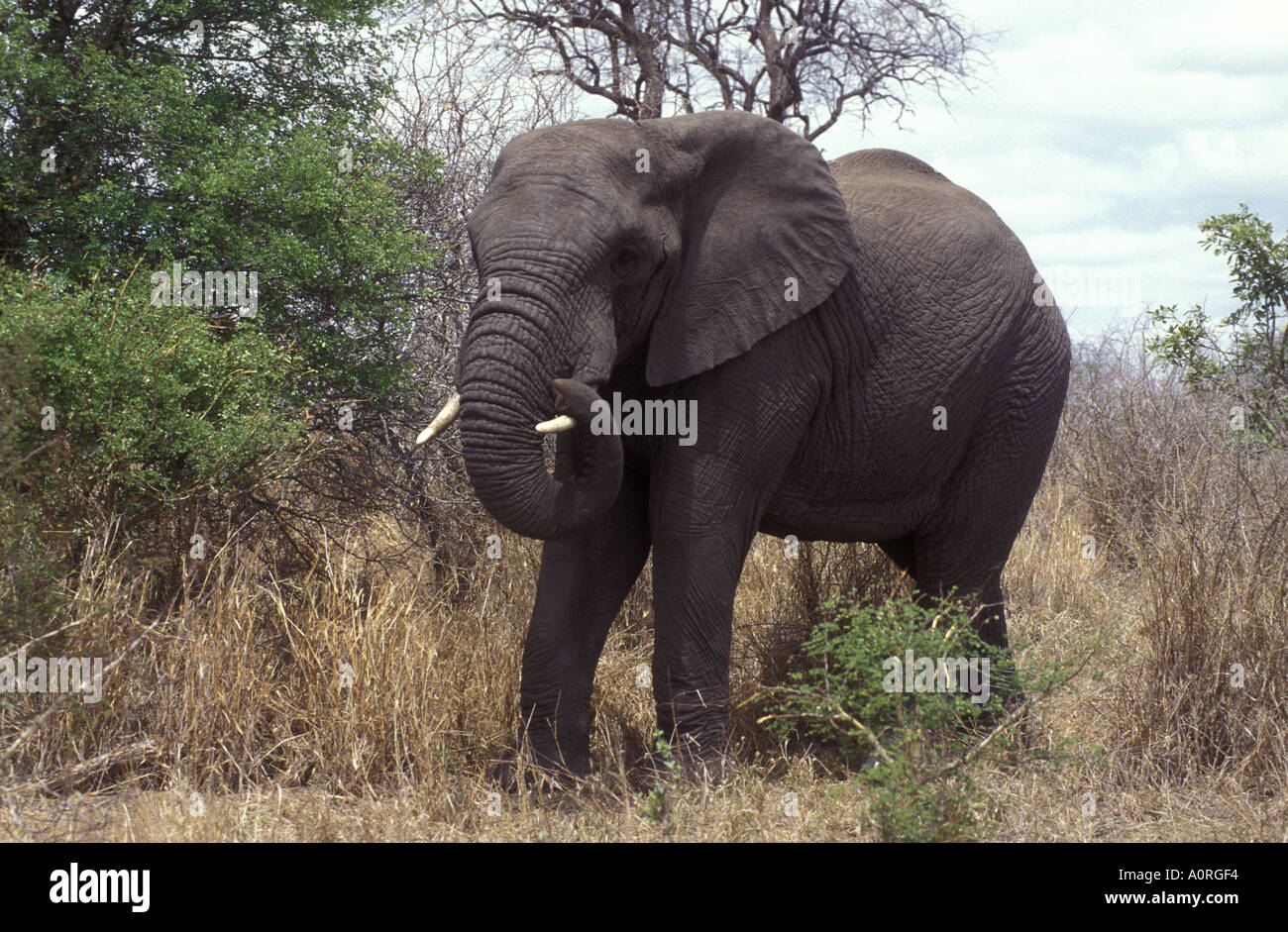 Éléphant mâle dans le Parc National Kruger en Afrique du Sud, il est en nettoyant sa tusk avec sa trompe Banque D'Images