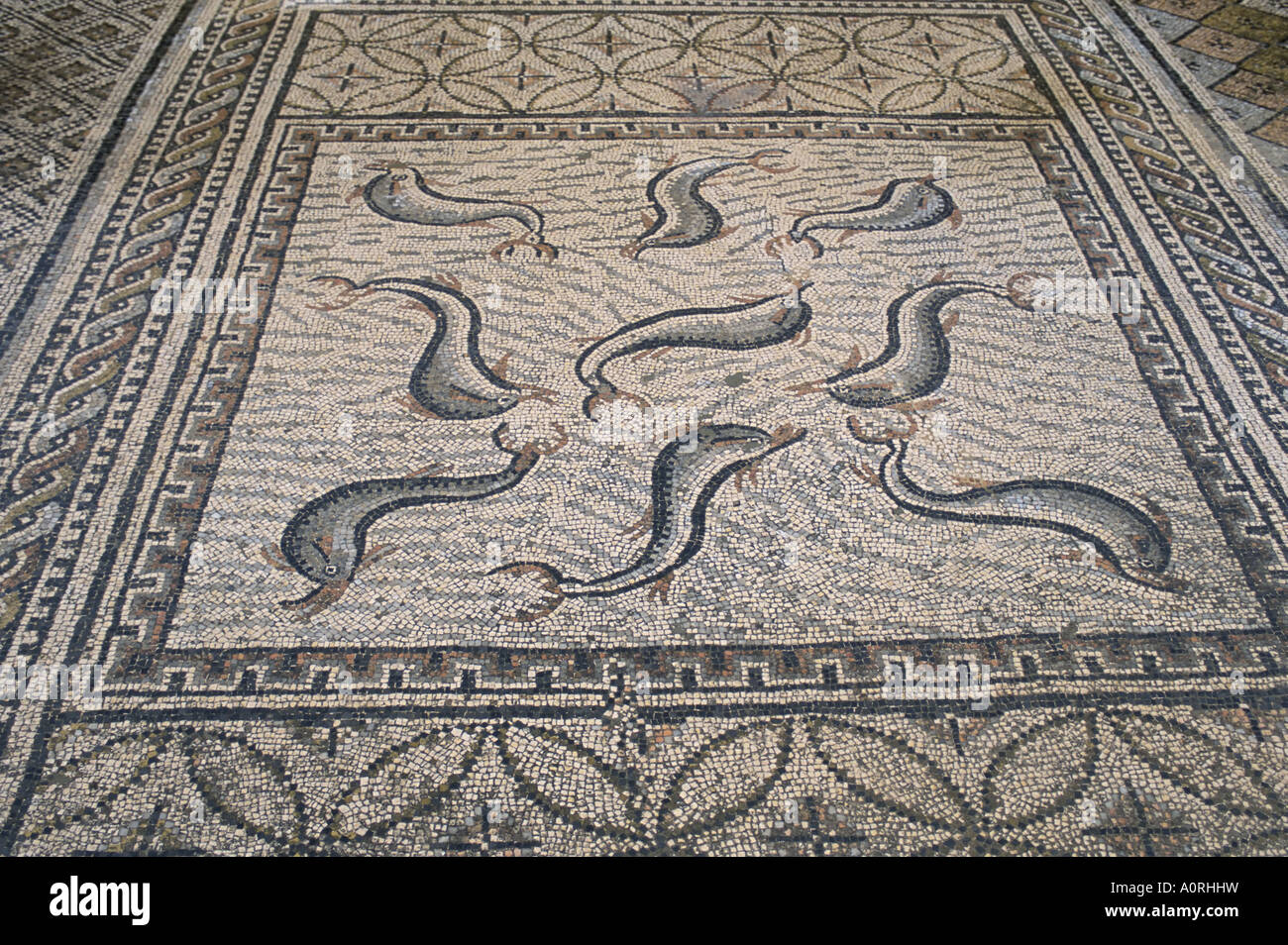 Sol de mosaïque site archéologique romain de Volubilis Site du patrimoine mondial de l'Afrique Afrique du Nord Maroc Banque D'Images