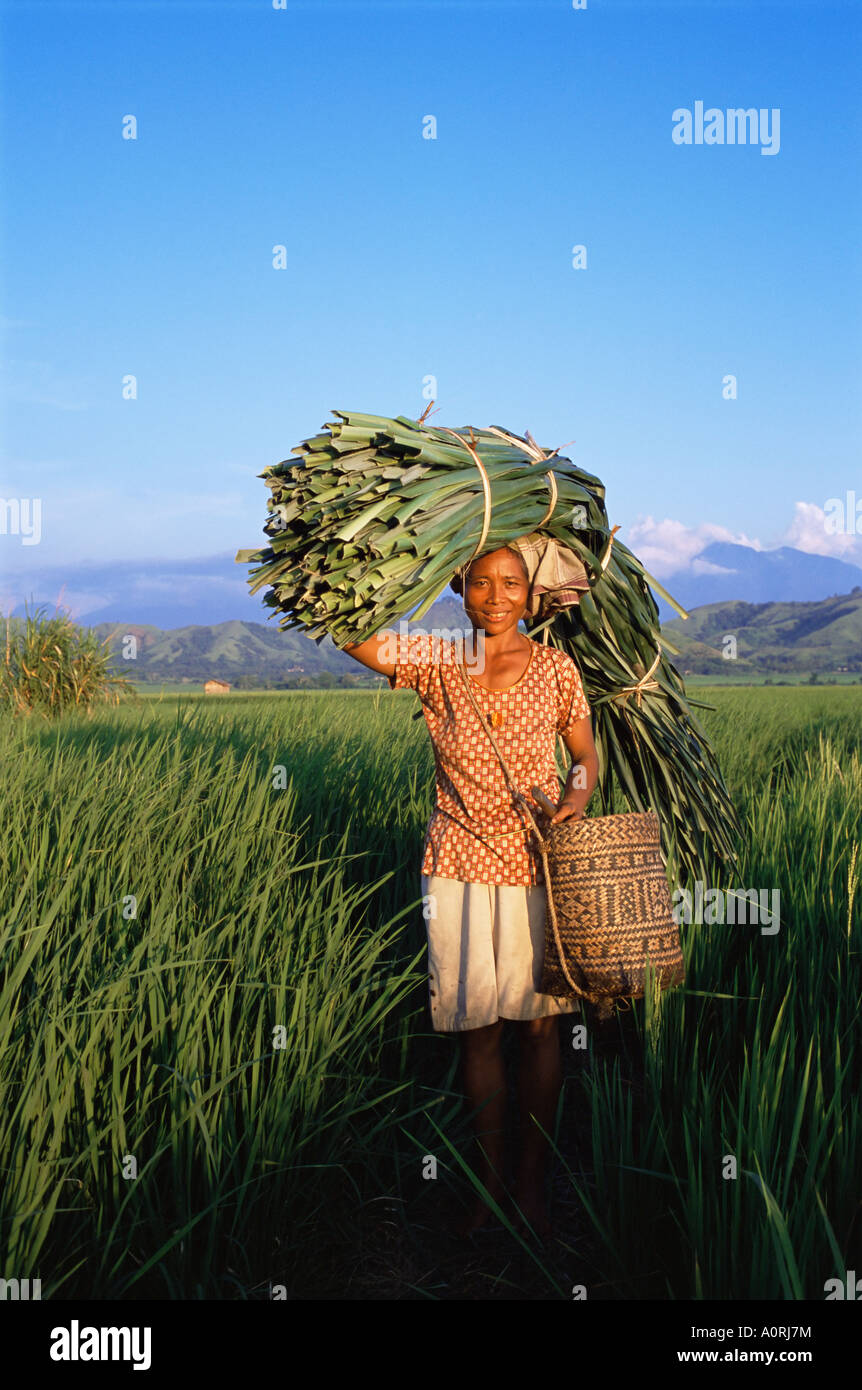 Femme portant des feuilles de palmier debout dans les rizières d'Indonésie Flores Glass Industry Services Asie Asie du sud-est Banque D'Images
