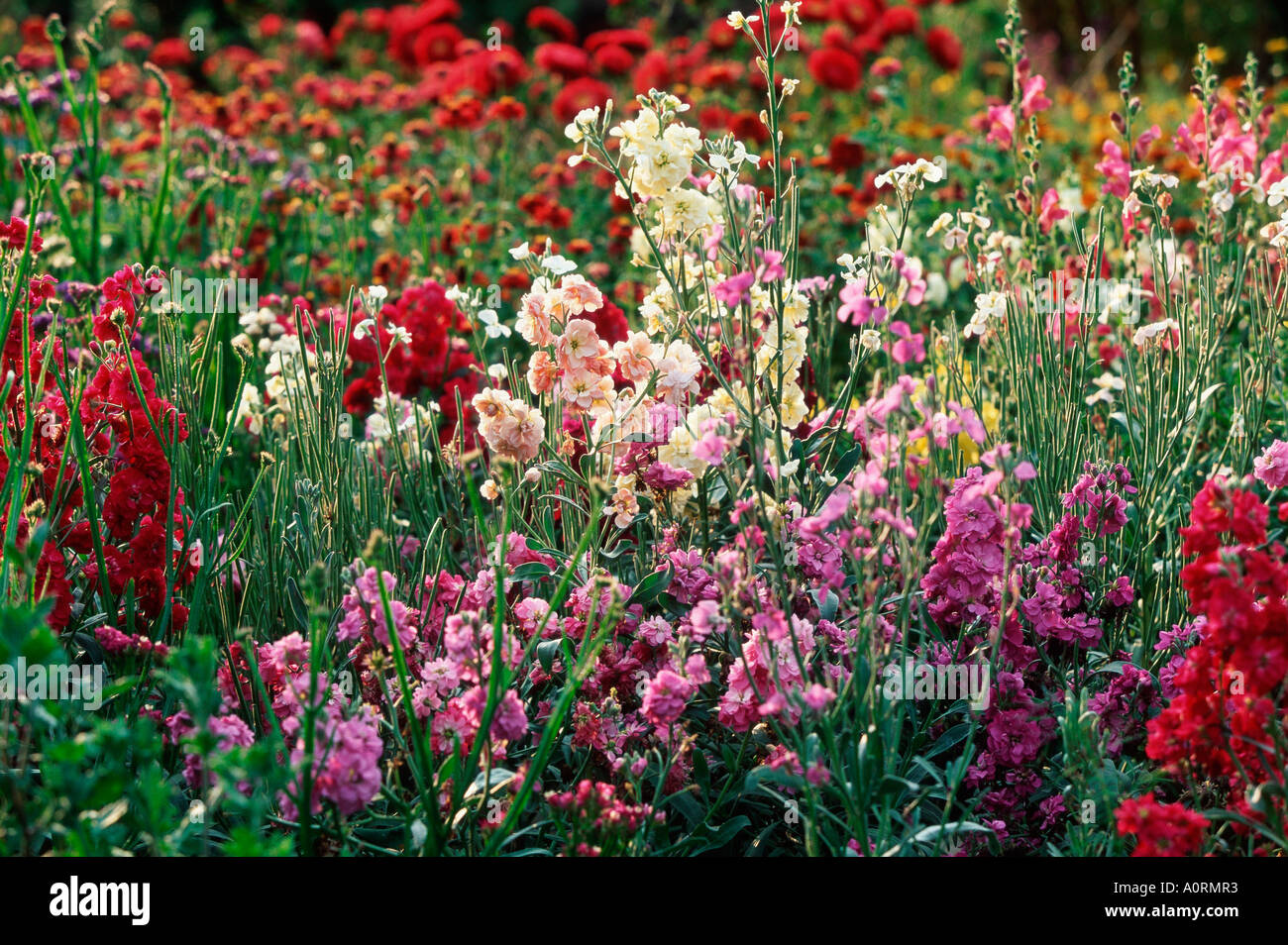 Lit de fleurs Banque D'Images