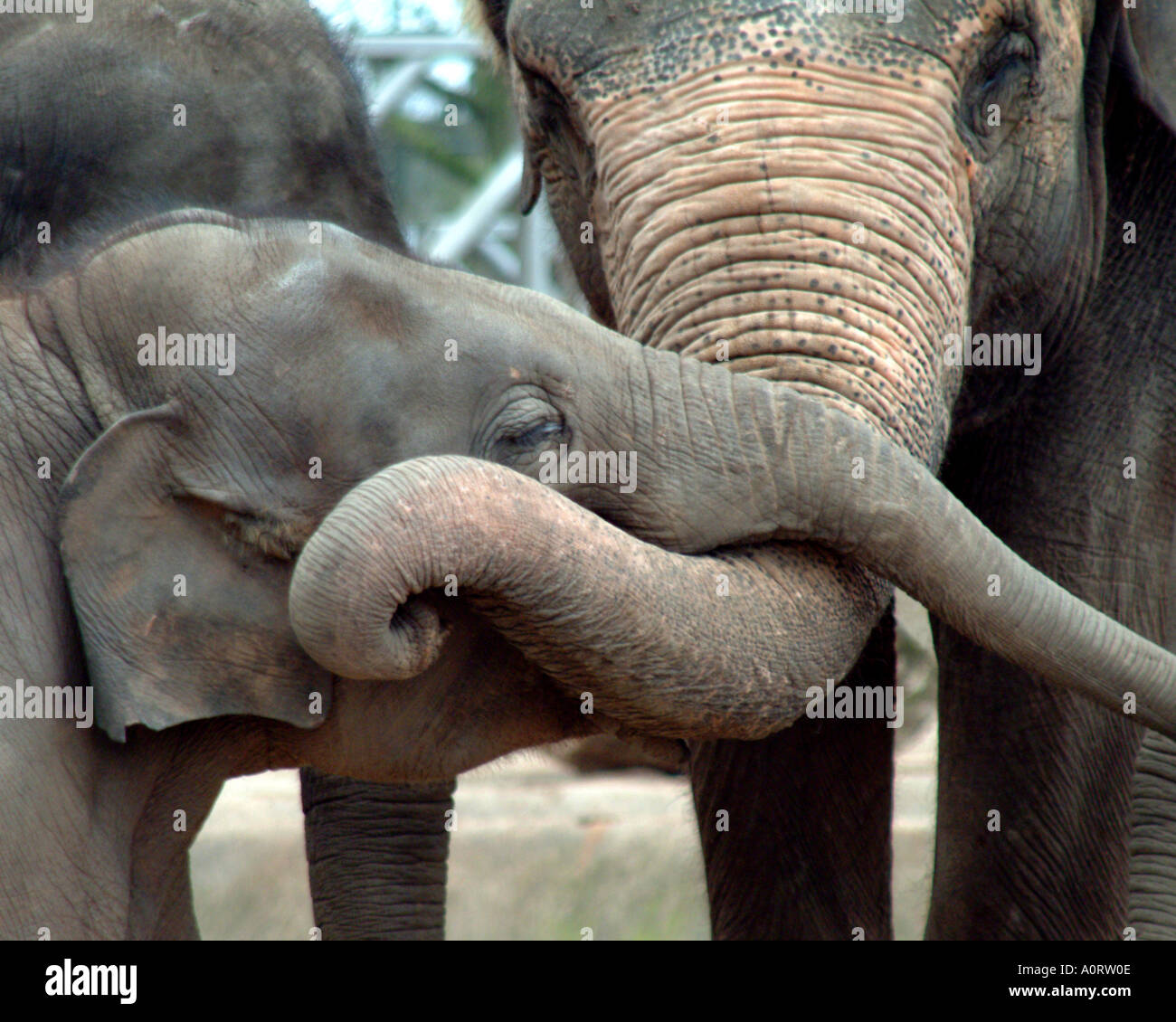 Mère et bébé éléphant à le Zoo de Chester Cheshire England UK Banque D'Images
