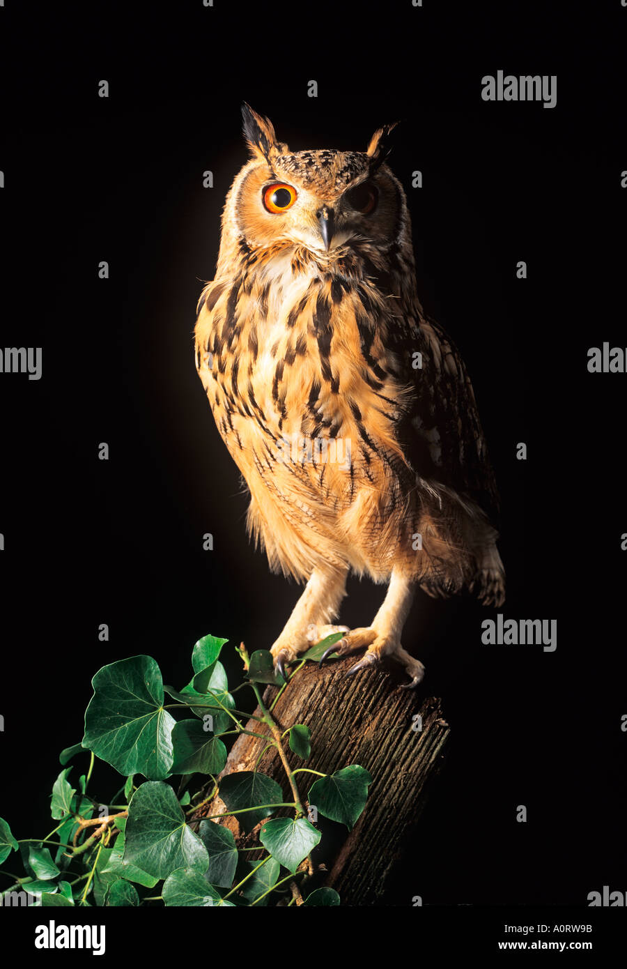 Eagle Owl Bubo bubo Bengalese Banque D'Images