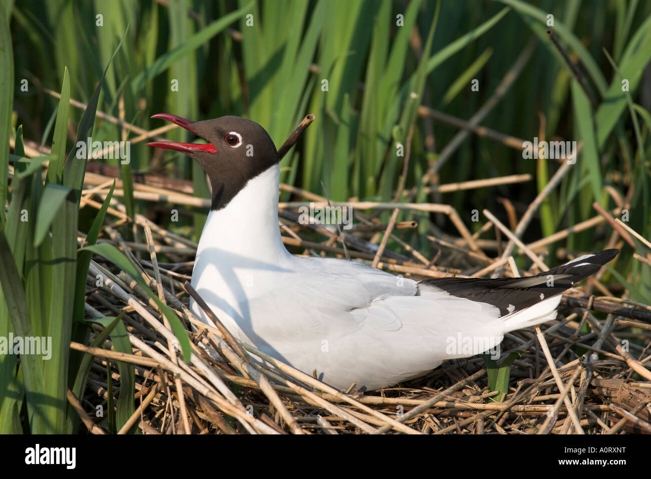 Larus ridibundus mouette à tête noire sur son nid Leighton Moss R S P B Réserver Angleterre Royaume Uni Europe Banque D'Images