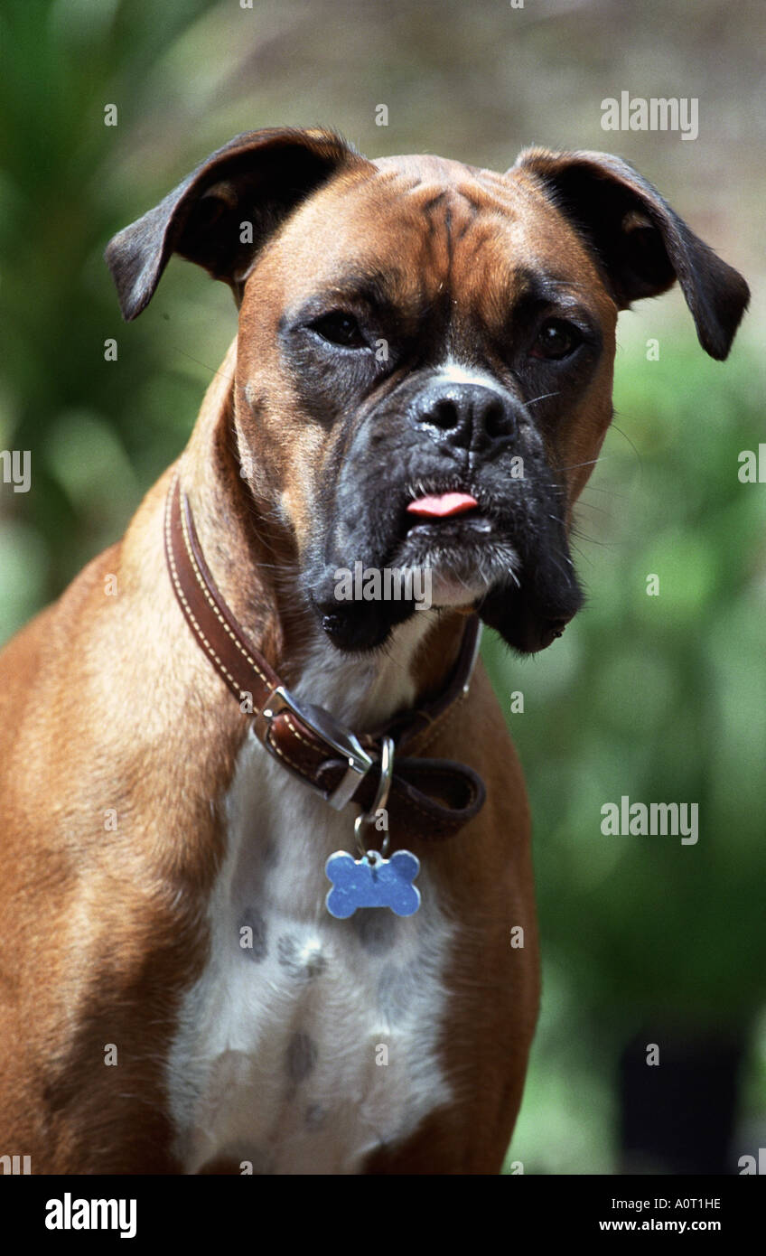 Jeune mâle chien Boxer Banque D'Images