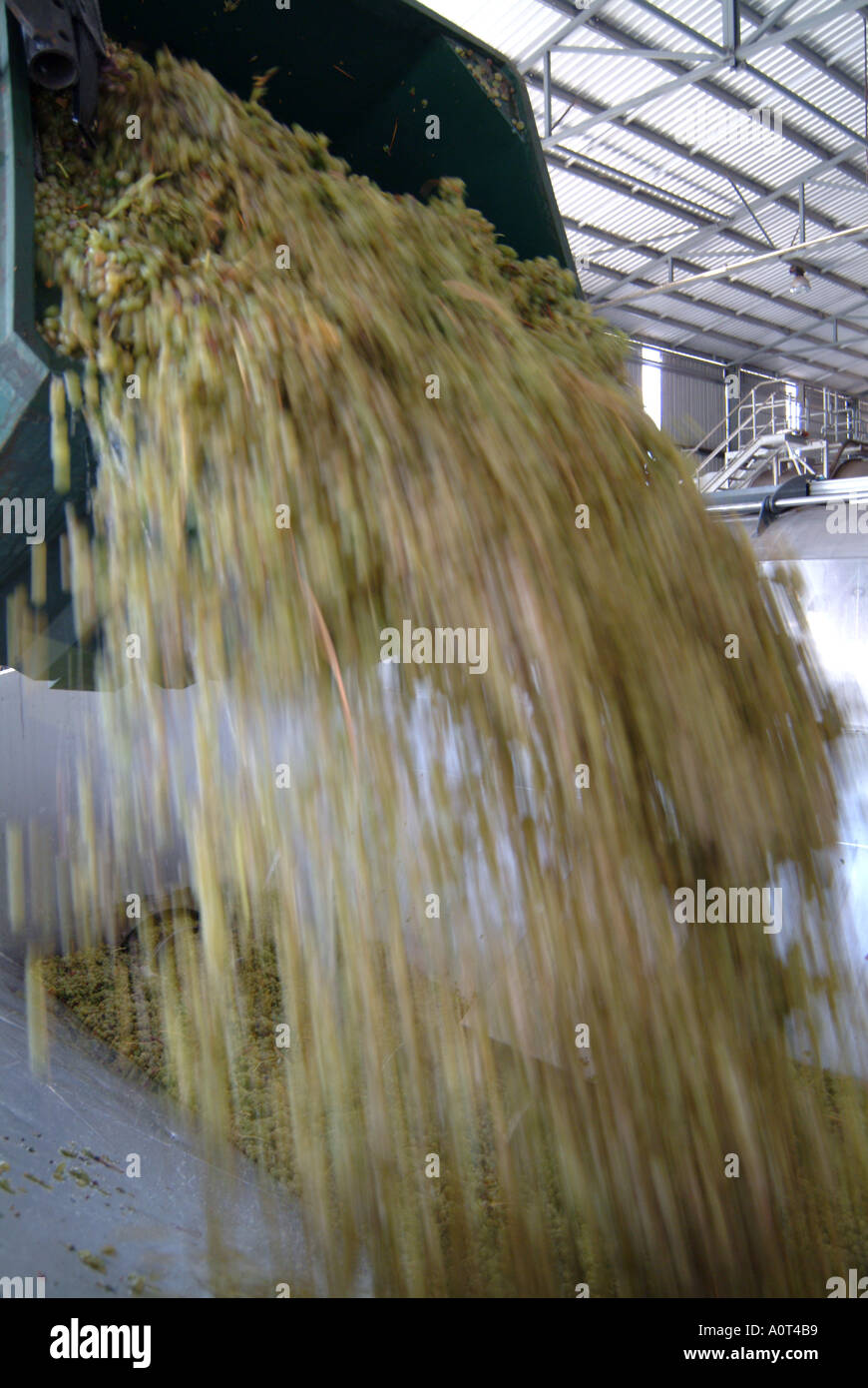 L'Australie Margeret River Vasse Felix tipping raisins en crusher Banque D'Images L'Australie Margeret River Vasse Felix tipping raisins en crusher Banque D'Images