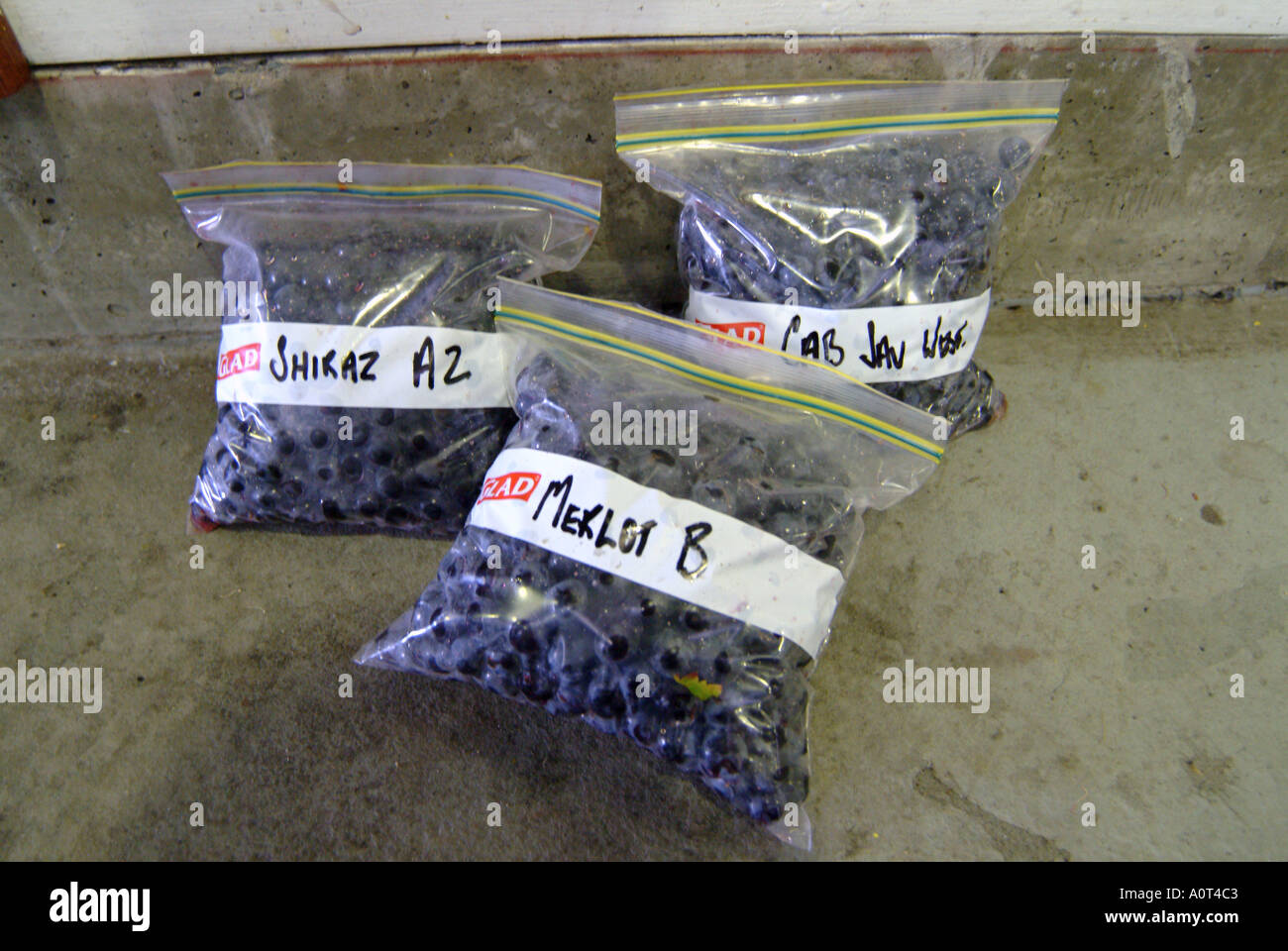L'Australie WA Margeret River Vasse Felix raisins dans des sacs pour l'échantillonnage Banque D'Images L'Australie WA Margeret River Vasse Felix raisins dans des sacs pour l'échantillonnage Banque D'Images