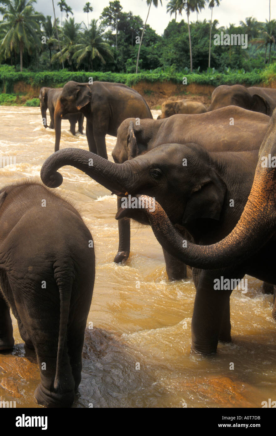 Troupeau d'éléphants se baignant dans la rivière, à l'éléphant Orphange Pinawella Kandy au Sri Lanka Banque D'Images