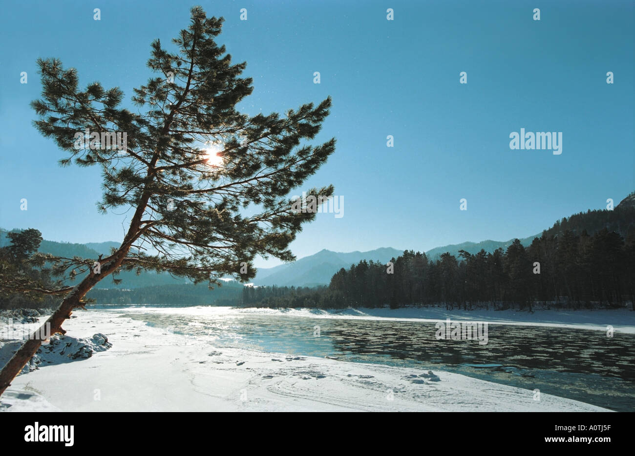 Un pin sur la rivière Katun s Bank dans l'Altaï Sibérie Russie hiver Banque D'Images