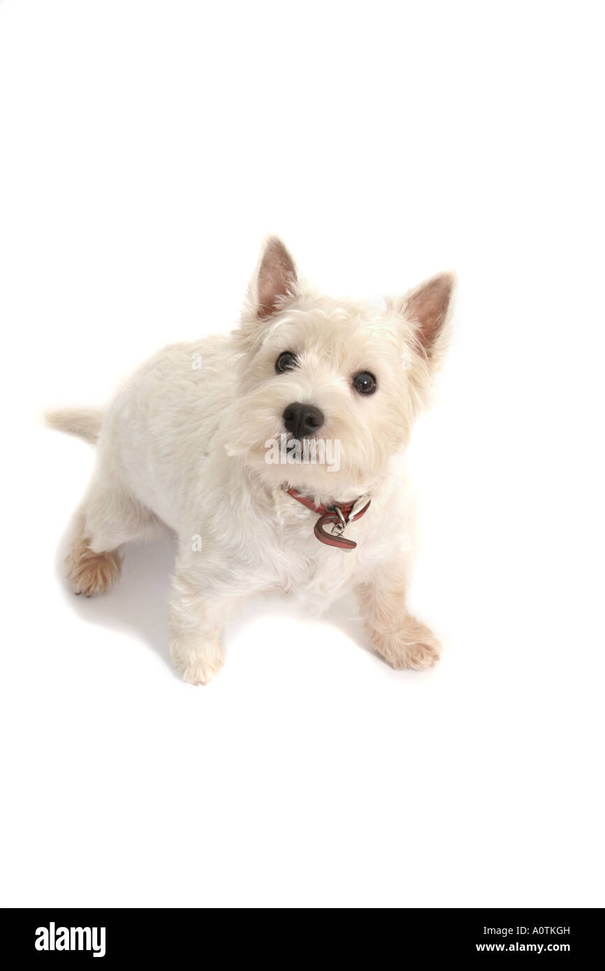 West Highland White Terrier. Banque D'Images
