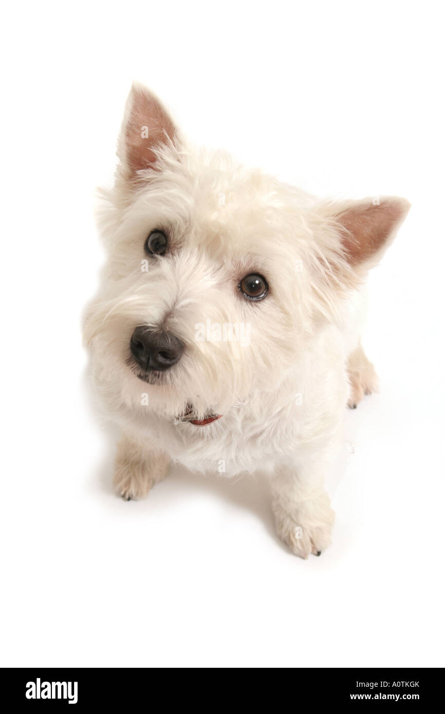 West Highland White Terrier. Banque D'Images
